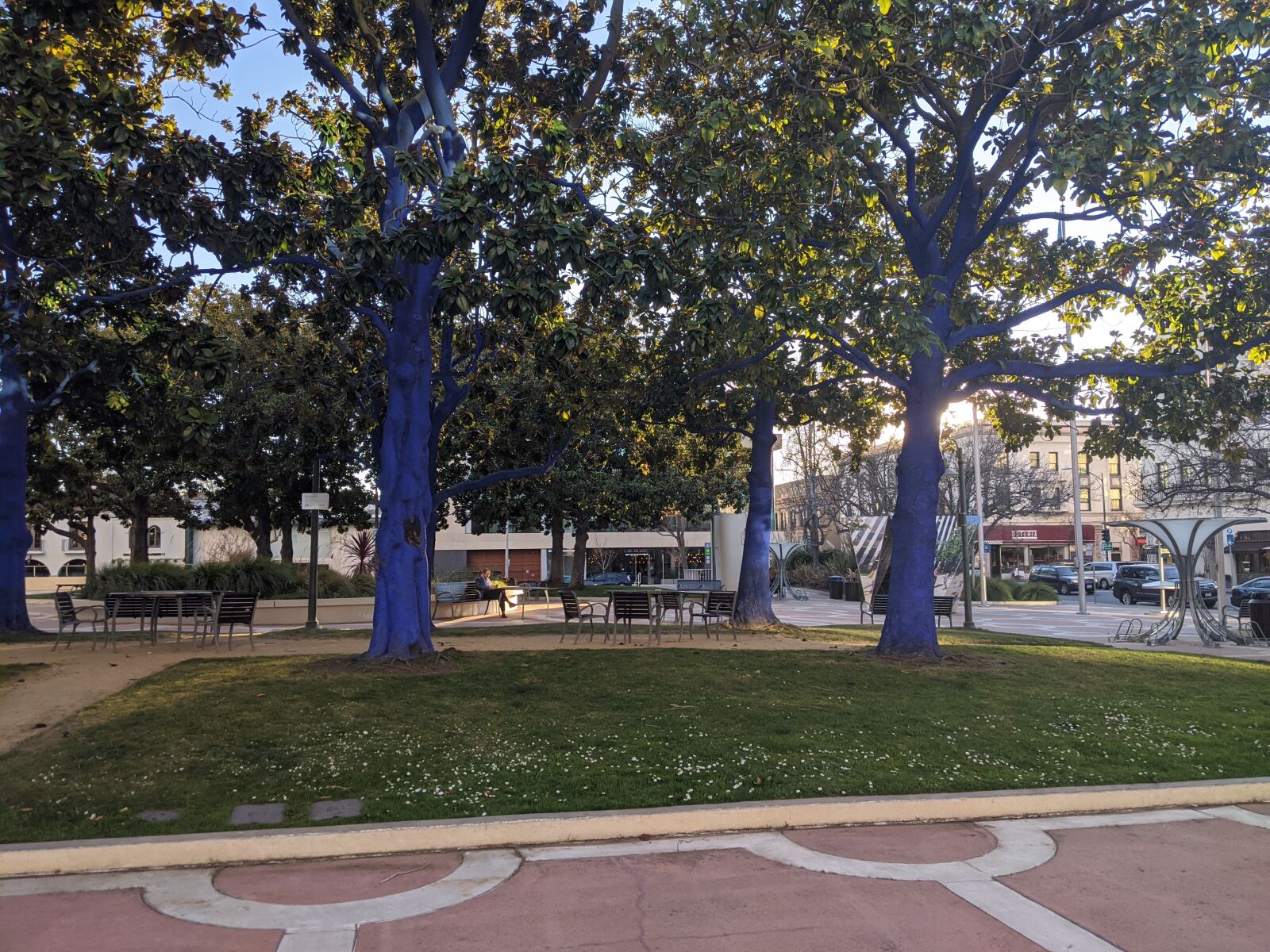 Google Pixel 3a XL sample photo. Blue tree, palo alto photography