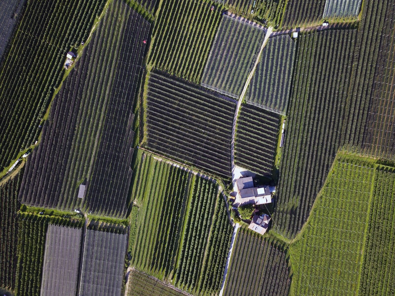 DJI FC220 sample photo. Campaign, cultivation, agriculture photography