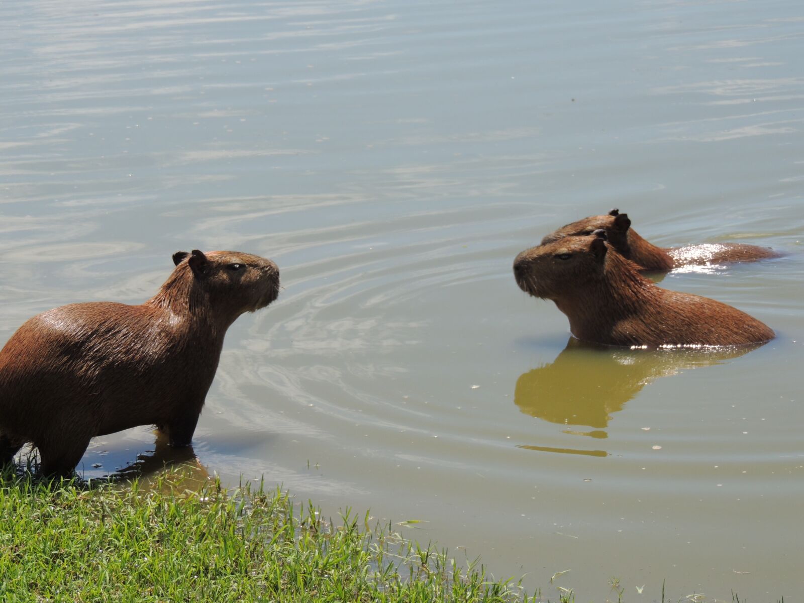 Nikon Coolpix P510 sample photo. Body of water, mammals photography
