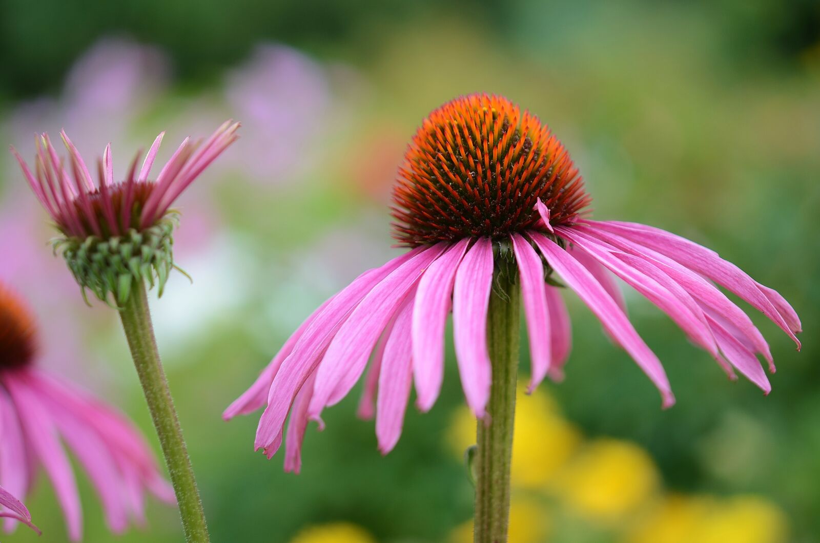 Nikon D7000 sample photo. Flower, natur, spring photography