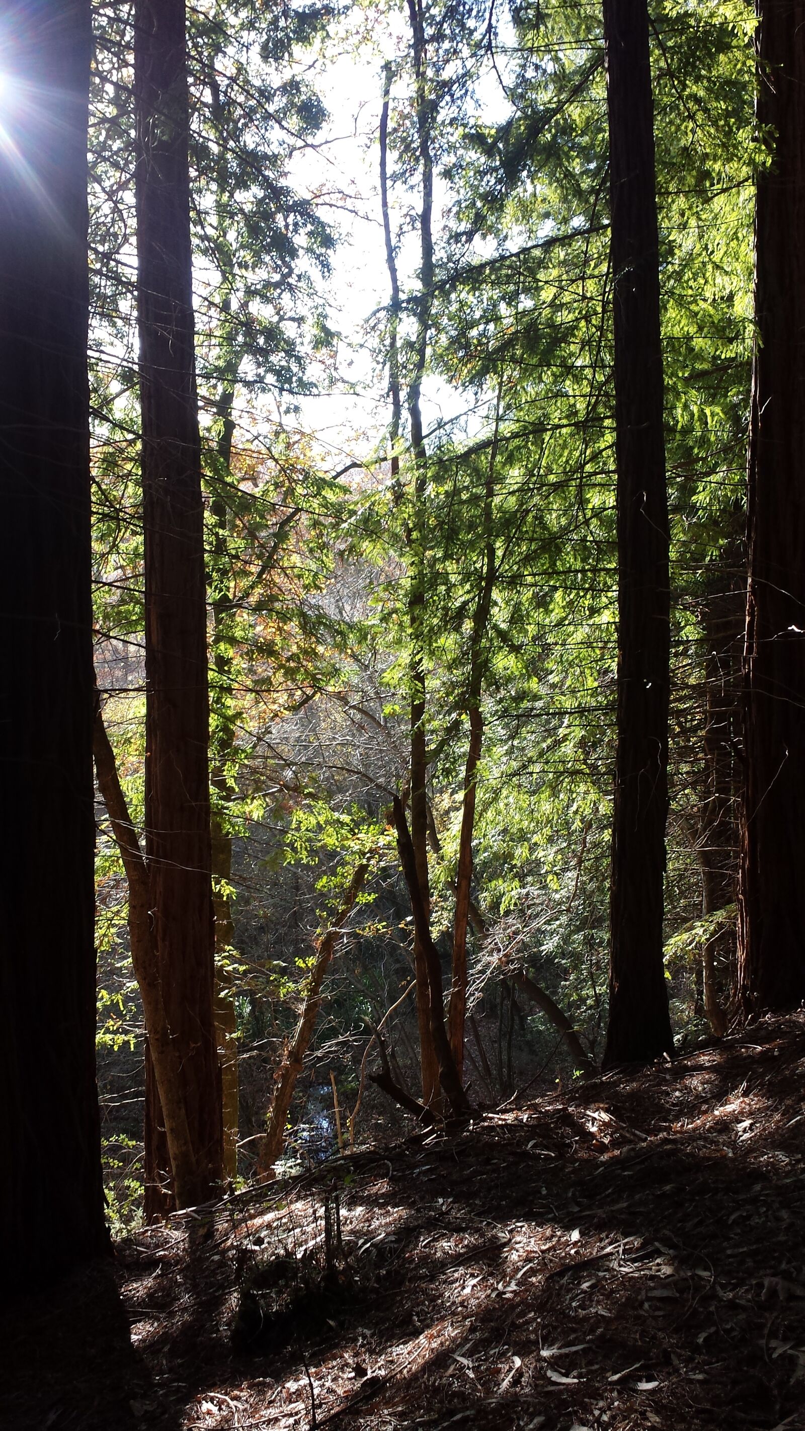 Samsung Galaxy S4 sample photo. Secuoya, monte, corona photography