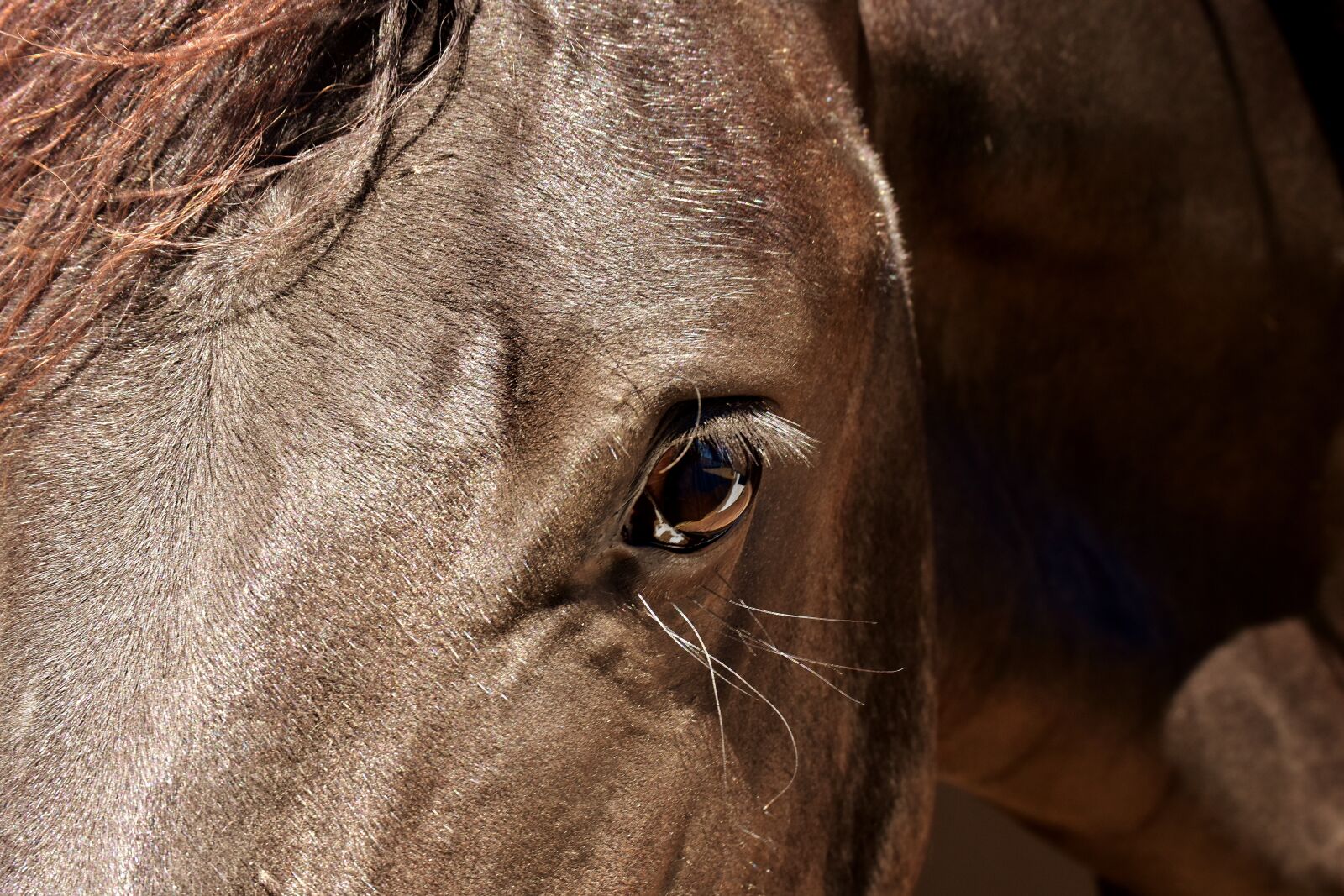 Nikon D7200 sample photo. Horse, brown, close up photography