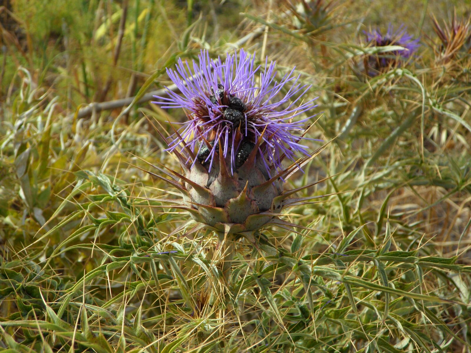Samsung VLUU WB210, SAMSUNG WB210 sample photo. Thistle, wild plants, wild photography