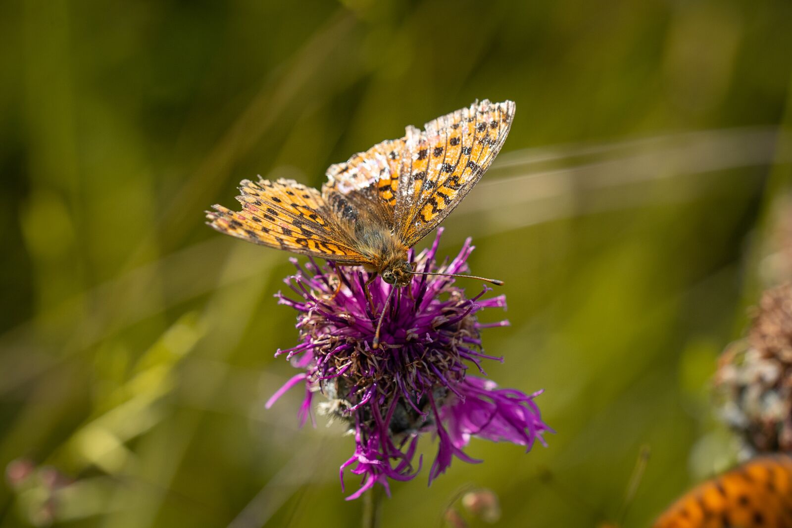 Nikon D7100 sample photo. Butterfly, summer, flower meadow photography