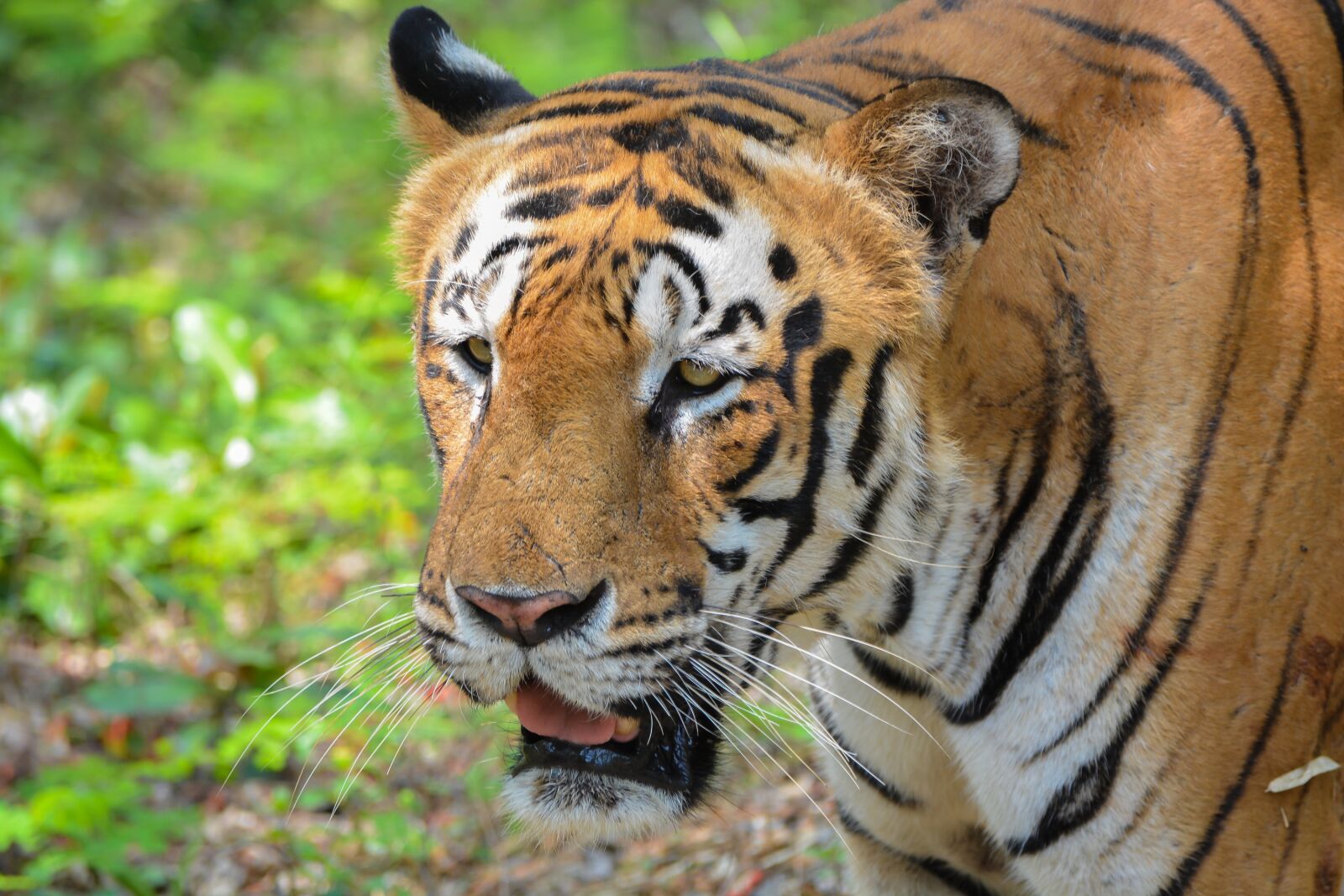 Nikon D5200 sample photo. Tiger, park, zoo photography