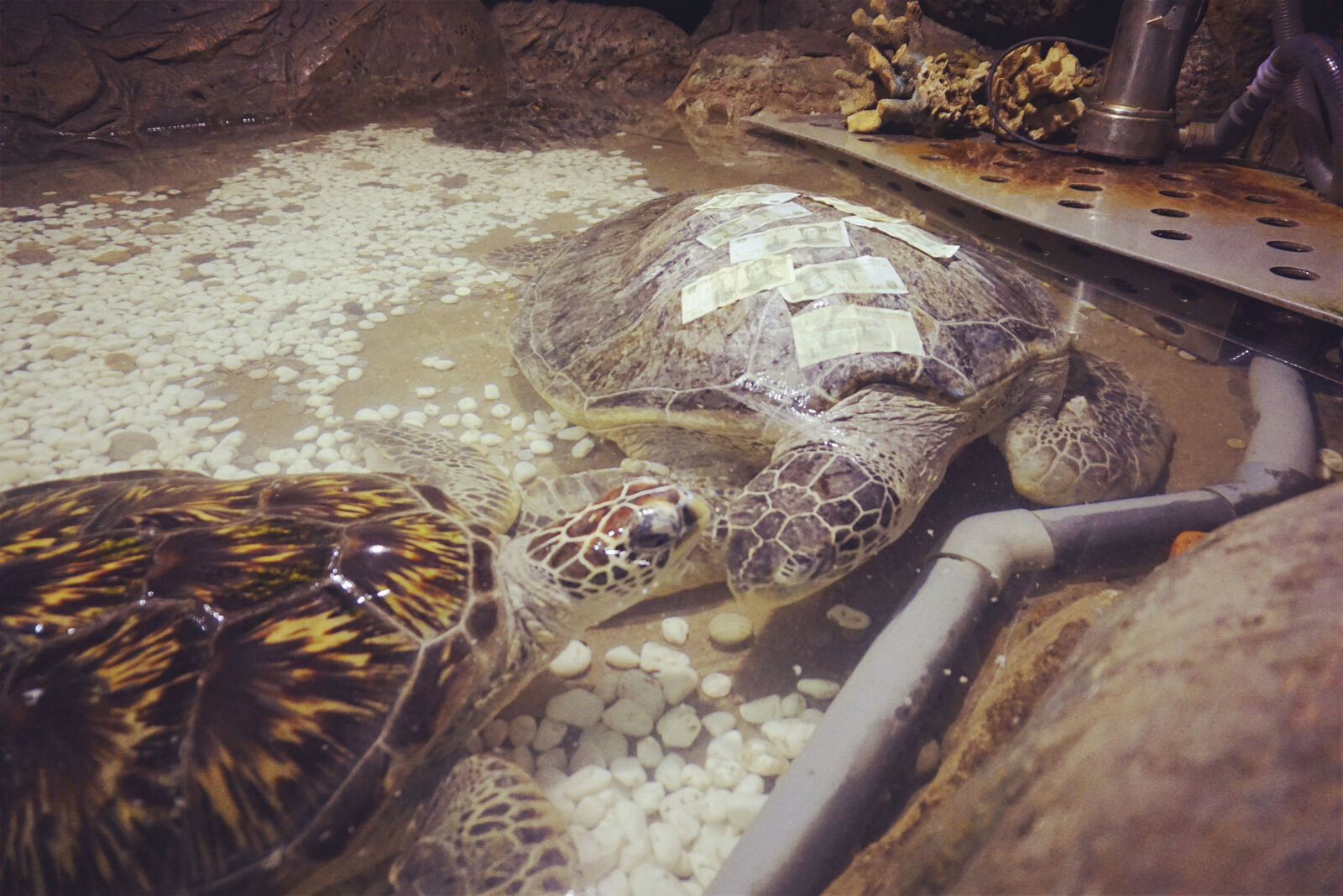 Sony E 16-50mm F3.5-5.6 PZ OSS sample photo. Sea, animal, turtle photography