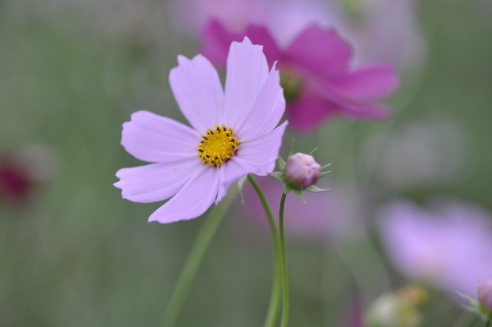 Nikon D90 sample photo. Cosmos, plants, pink photography
