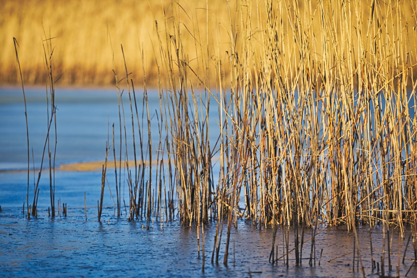 Canon EOS 6D + Tamron SP 150-600mm F5-6.3 Di VC USD sample photo. Pond, reed, lake photography