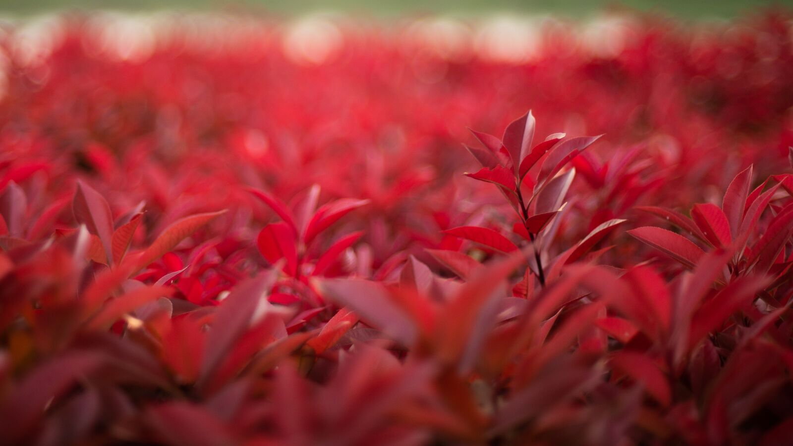 Nikon D600 sample photo. Red leaves, leaves, autumn photography