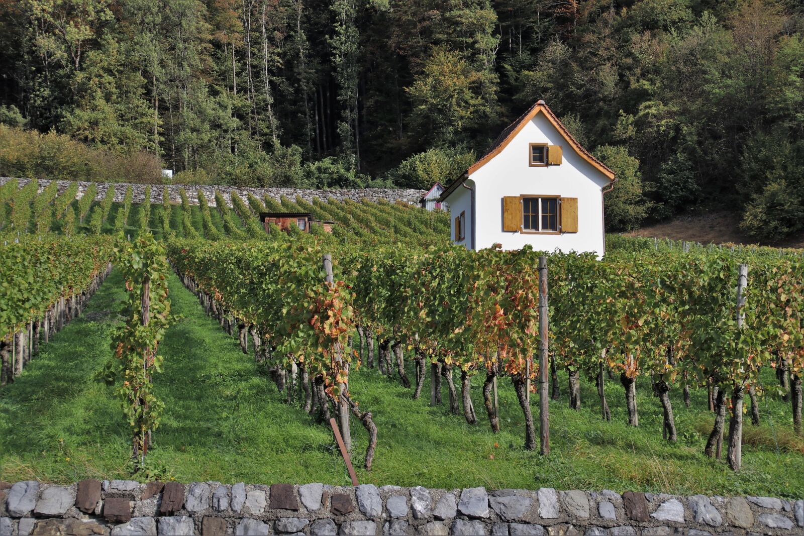 Canon EOS 80D sample photo. Foliage, autumn, vineyard photography
