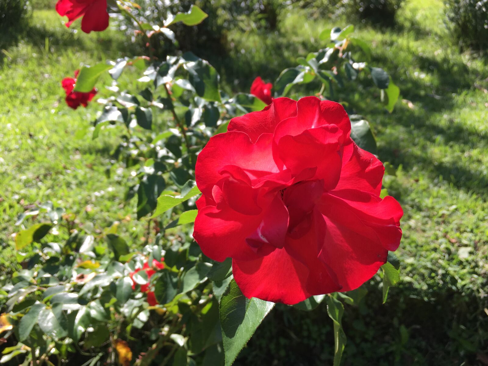 Apple iPhone 6s sample photo. Rosa, flower, flowers photography