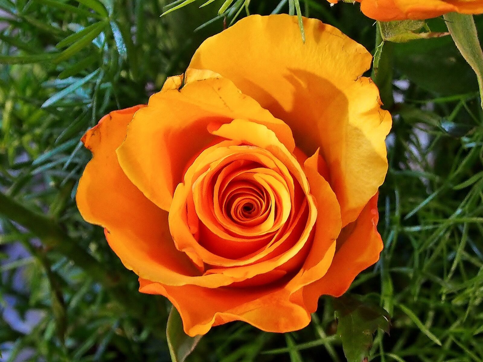 Olympus OM-D E-M5 sample photo. Nature, flower, plant photography