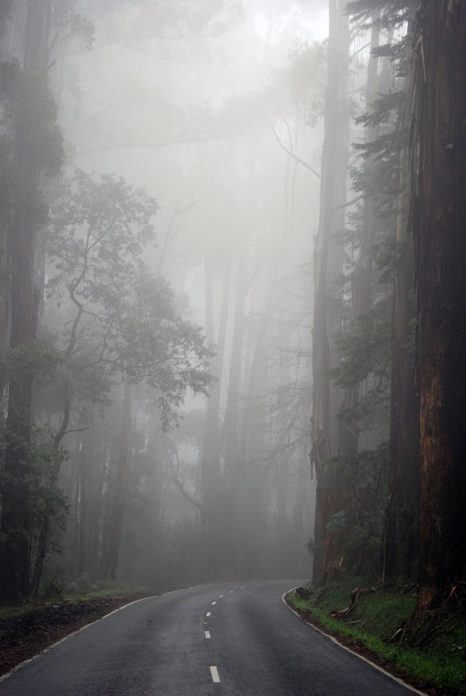 Nikon D80 sample photo. Misty, forest, road photography