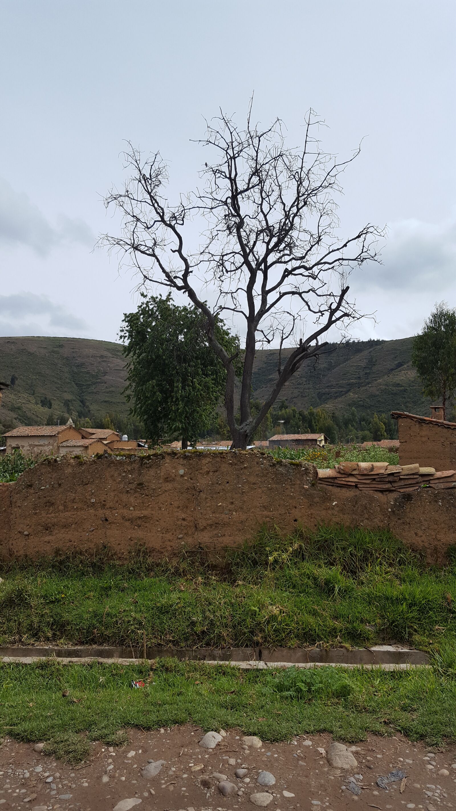 Samsung GALAXY S6 edge sample photo. Arbol, cielo, frio photography