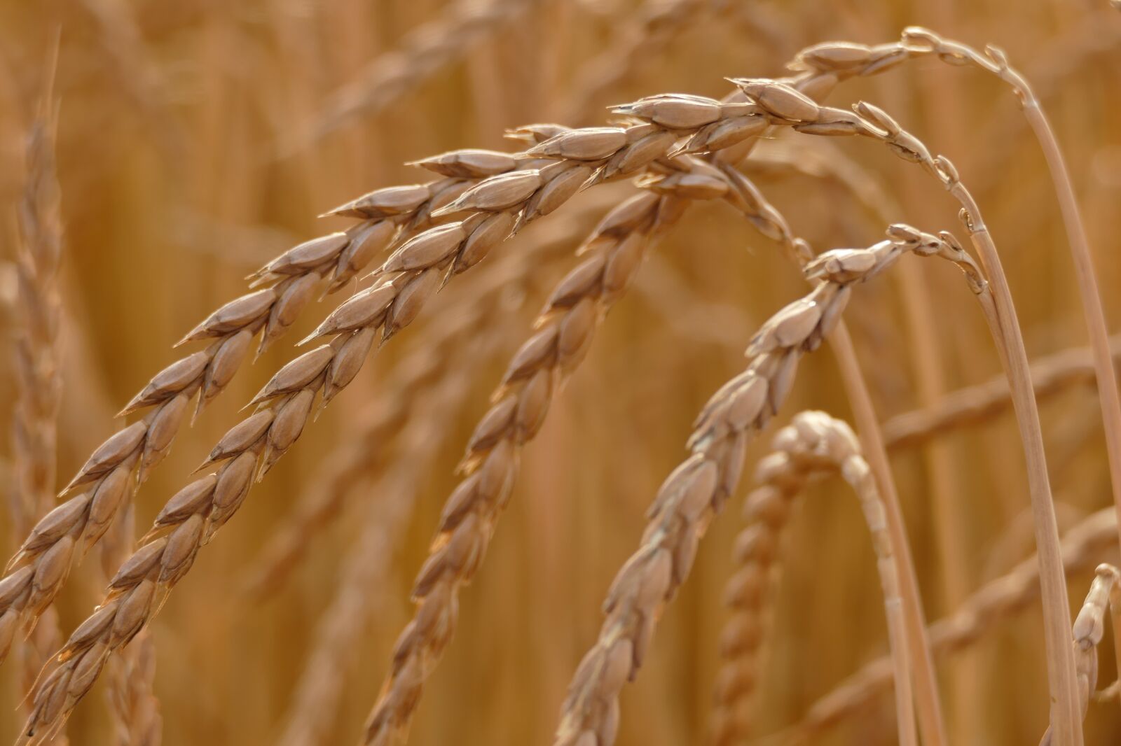 Panasonic Lumix DMC-FZ1000 sample photo. Spelt, triticum spelta, cereals photography
