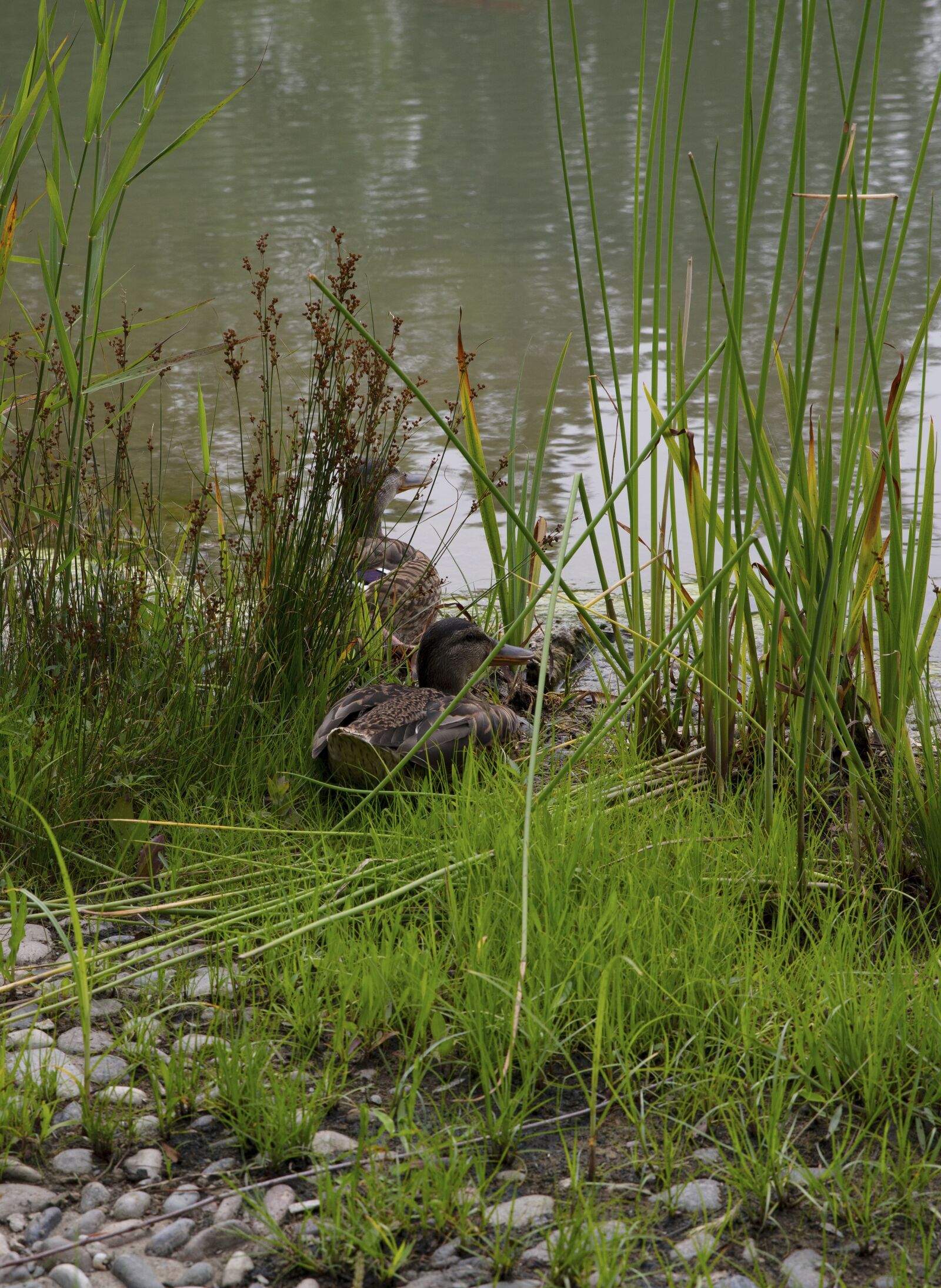 Canon EOS 5DS R sample photo. Duck, lake, park photography