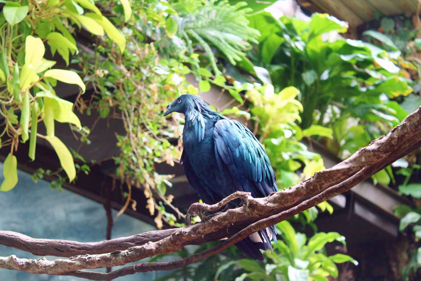 Canon EOS 1100D (EOS Rebel T3 / EOS Kiss X50) sample photo. Bird, blue, jungle photography