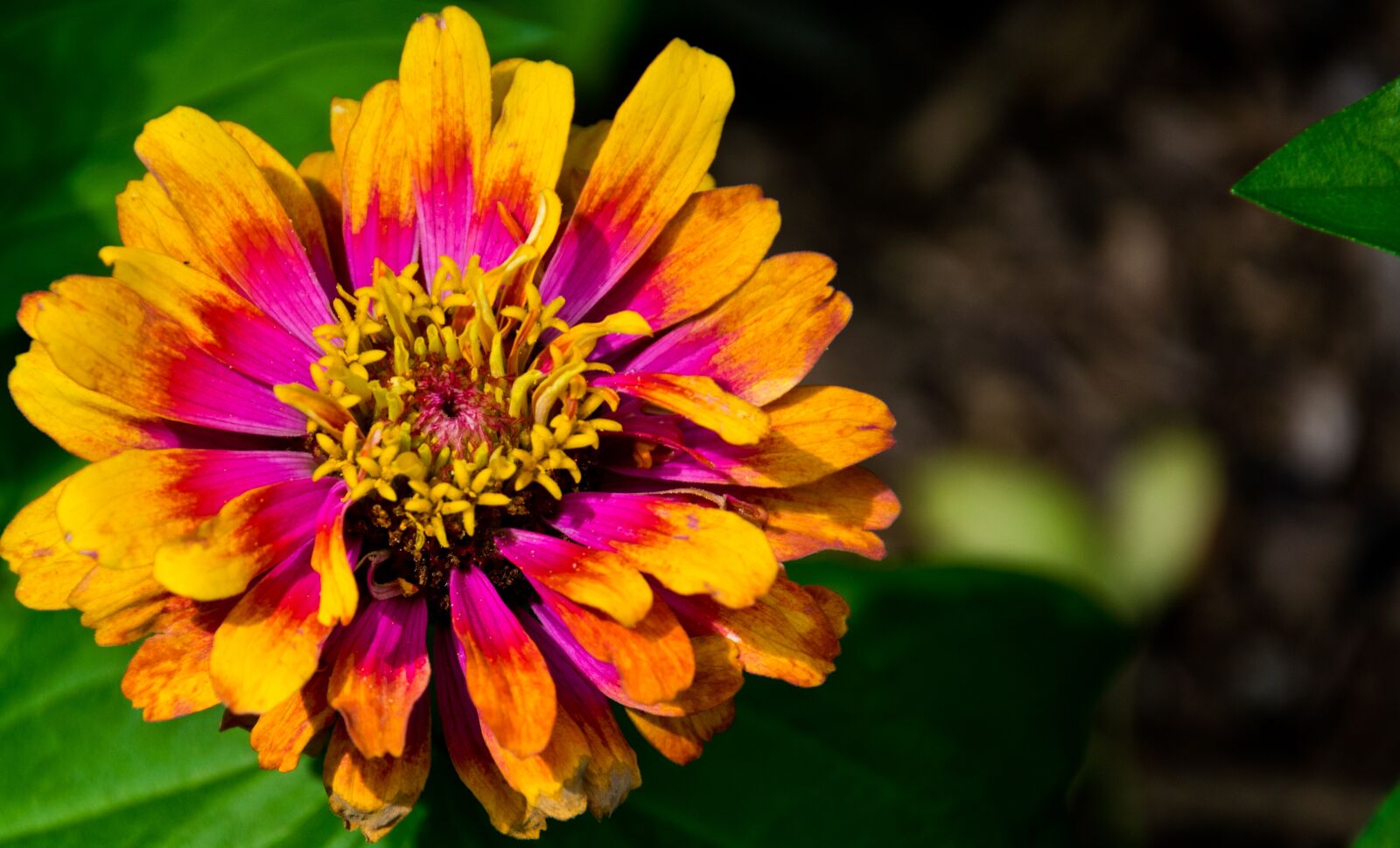 Nikon D5300 sample photo. Flower, plant, nature photography