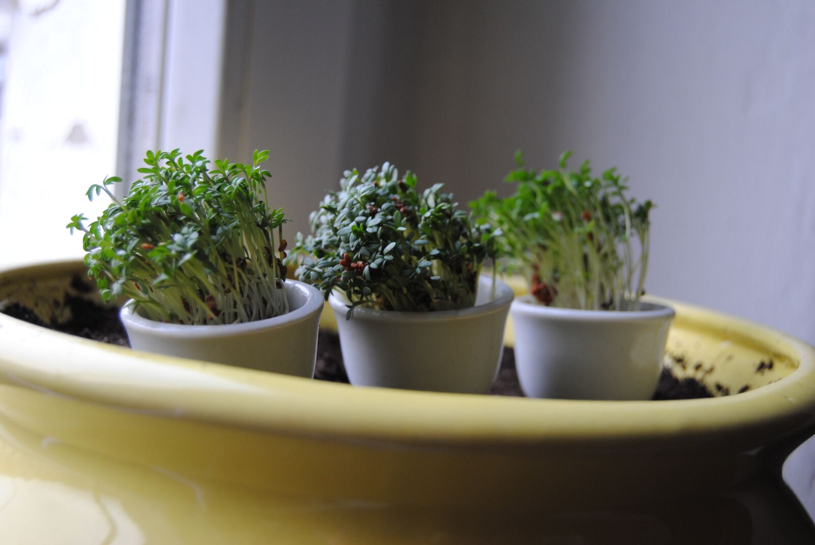 Nikon D3000 sample photo. Plant, plants, leaf photography