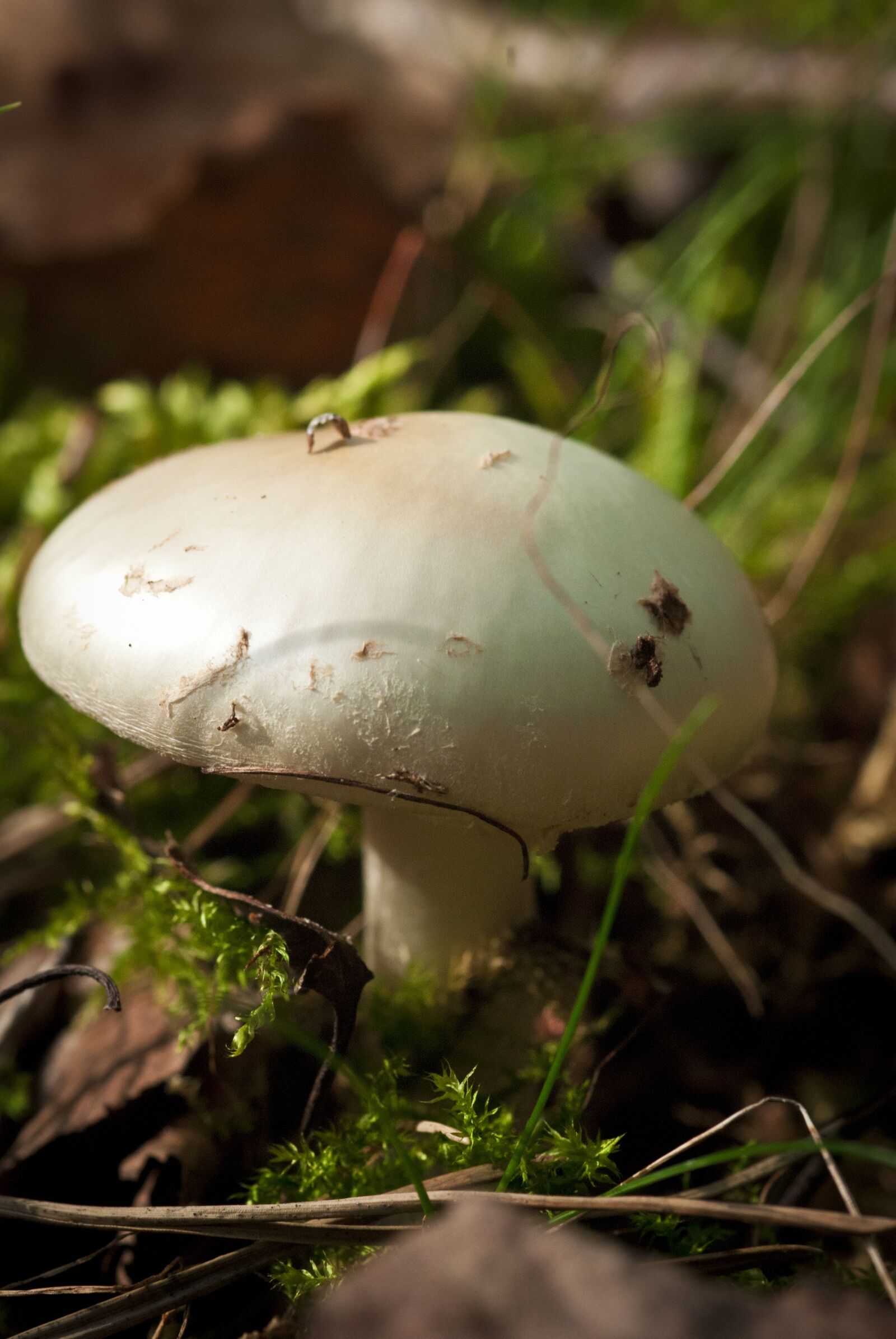 Nikon D80 sample photo. Woods, forest, nature photography