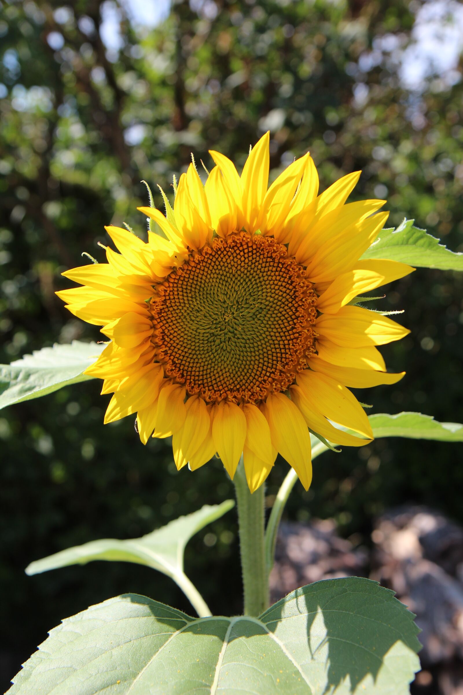 Canon EOS 600D (Rebel EOS T3i / EOS Kiss X5) sample photo. Sunflower, flower sun, flower photography