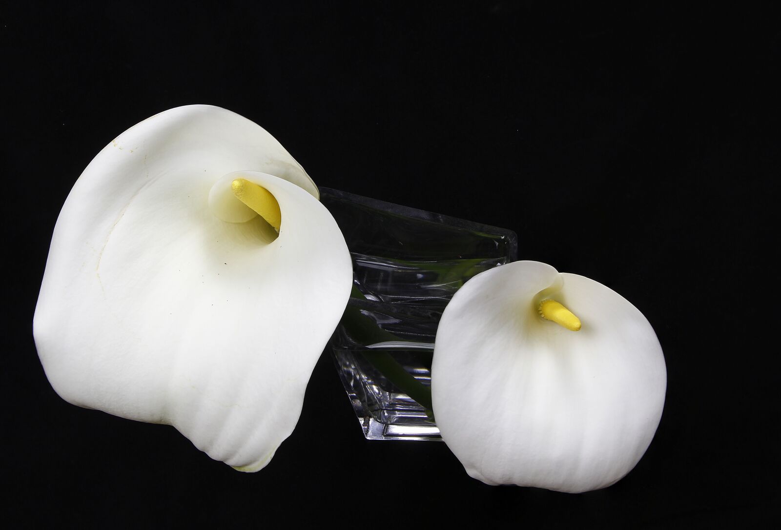 Canon EOS 650D (EOS Rebel T4i / EOS Kiss X6i) sample photo. Flowers, alcatraz white, flowers photography
