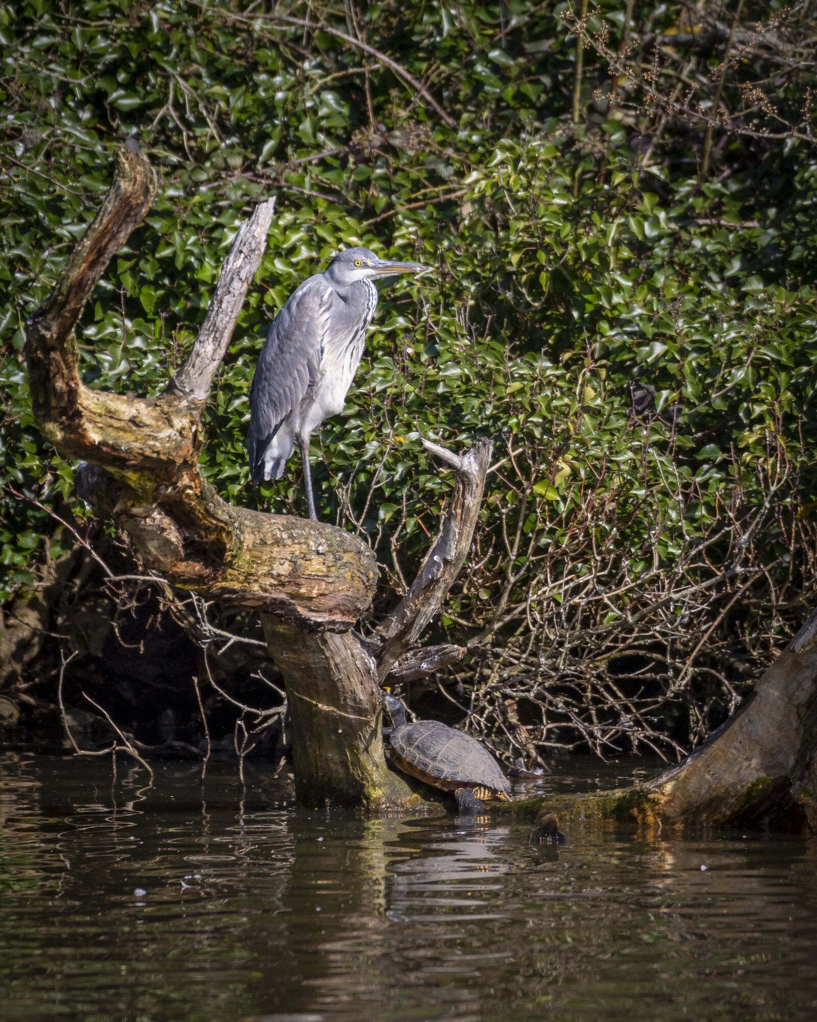 Canon EOS 7D Mark II + Canon EF 100-400mm F4.5-5.6L IS II USM sample photo. Animal, ardea, beak photography