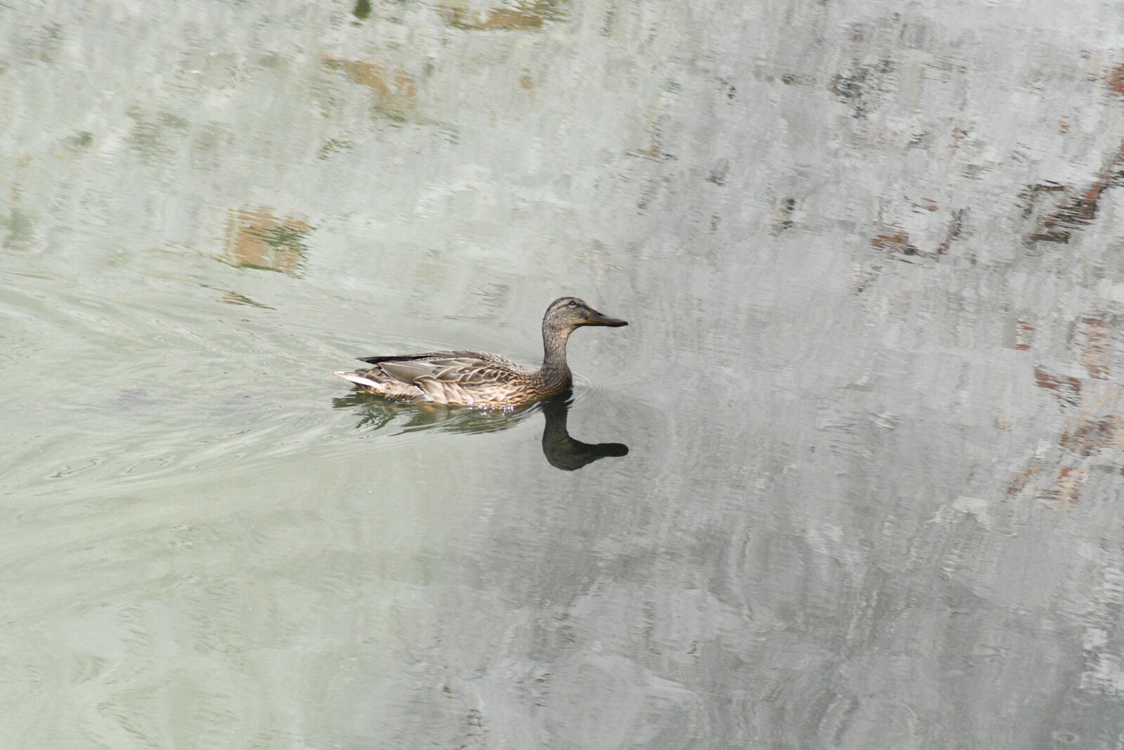 Nikon D7500 sample photo