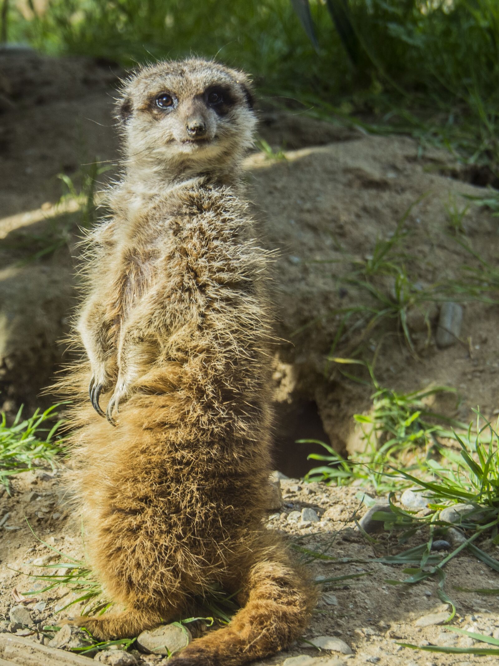 Olympus OM-D E-M5 II sample photo. Meerkat, watchman, dawn photography