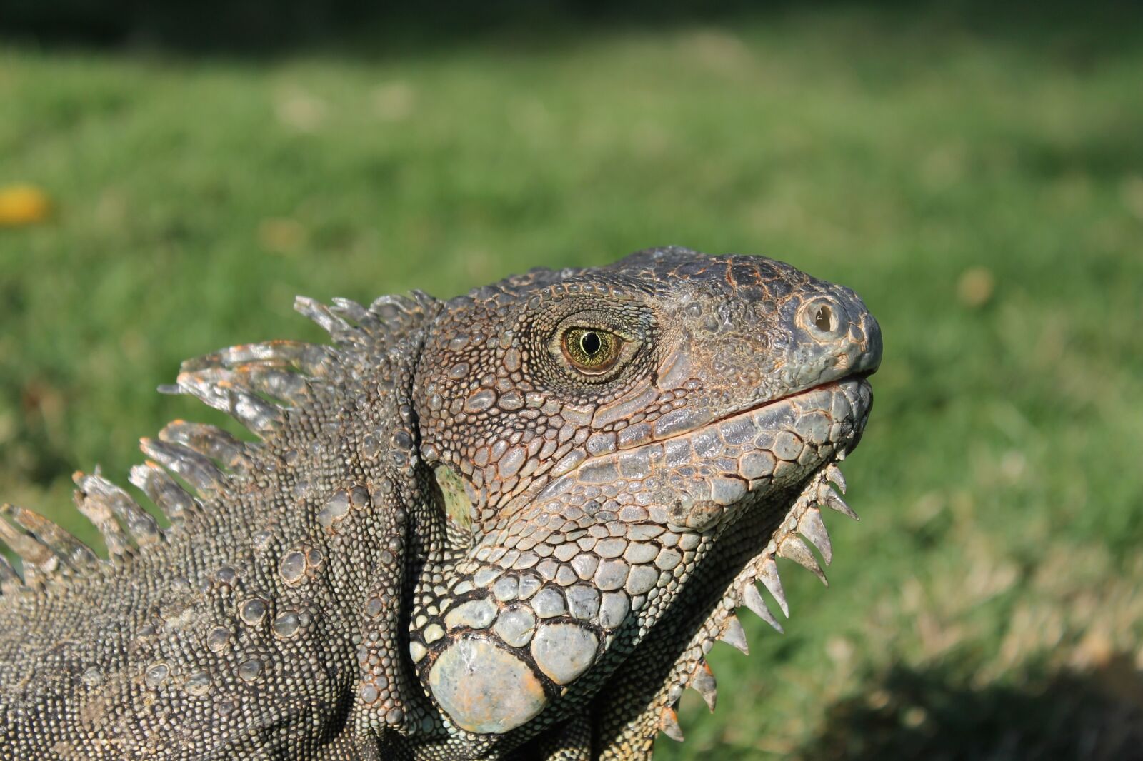 Canon EOS 1100D (EOS Rebel T3 / EOS Kiss X50) sample photo. Iguana, reptile, wildlife photography