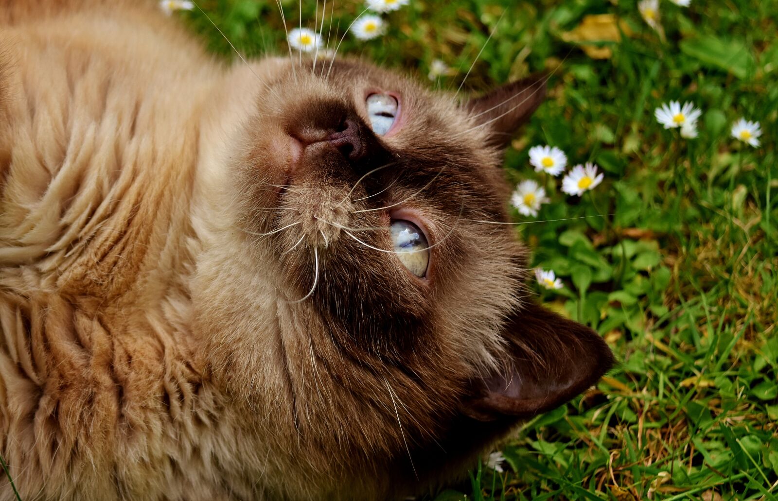 Nikon D7200 sample photo. British shorthair, rest, relaxed photography