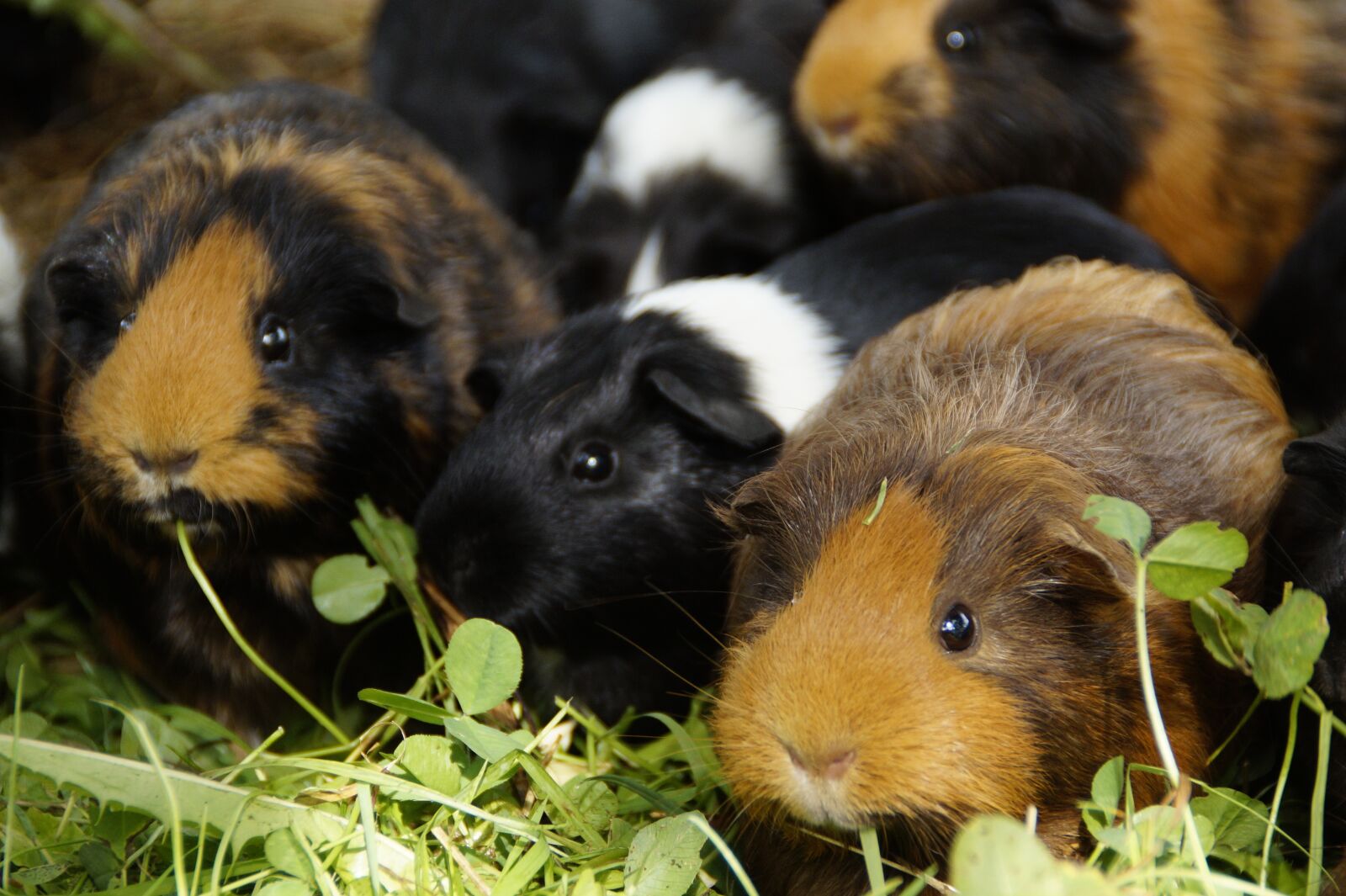 Sony SLT-A58 sample photo. Guinea pig, cute, rodents photography