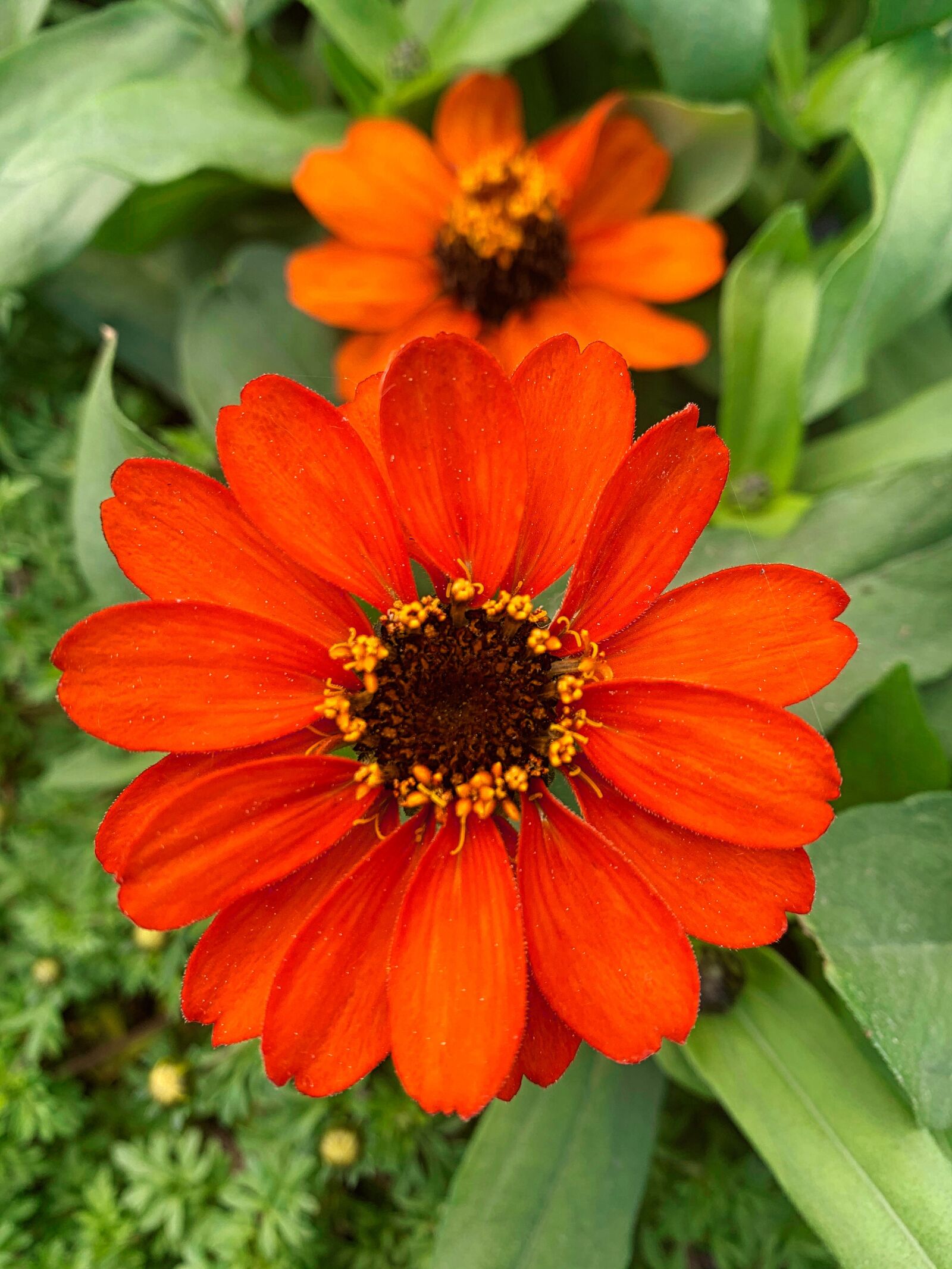 Apple iPhone XR sample photo. Flower, orange, garden photography