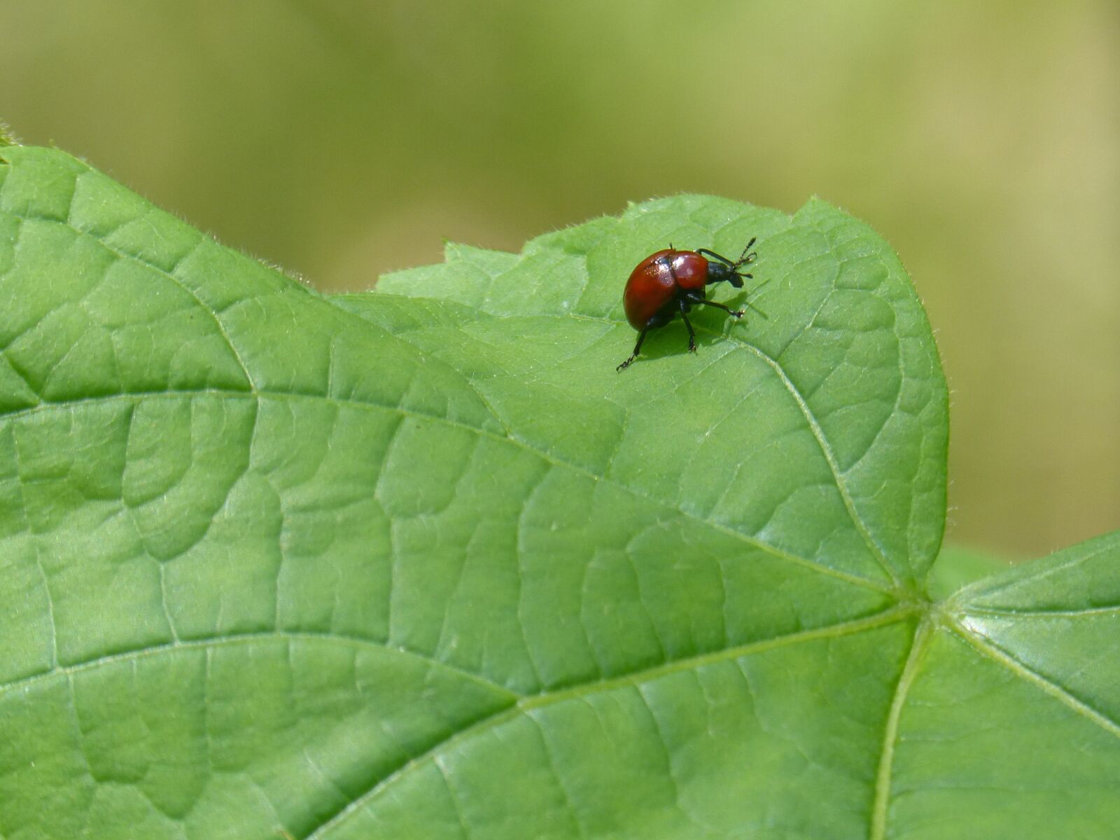 Panasonic DMC-FZ62 sample photo. Weevil, beetle, small photography
