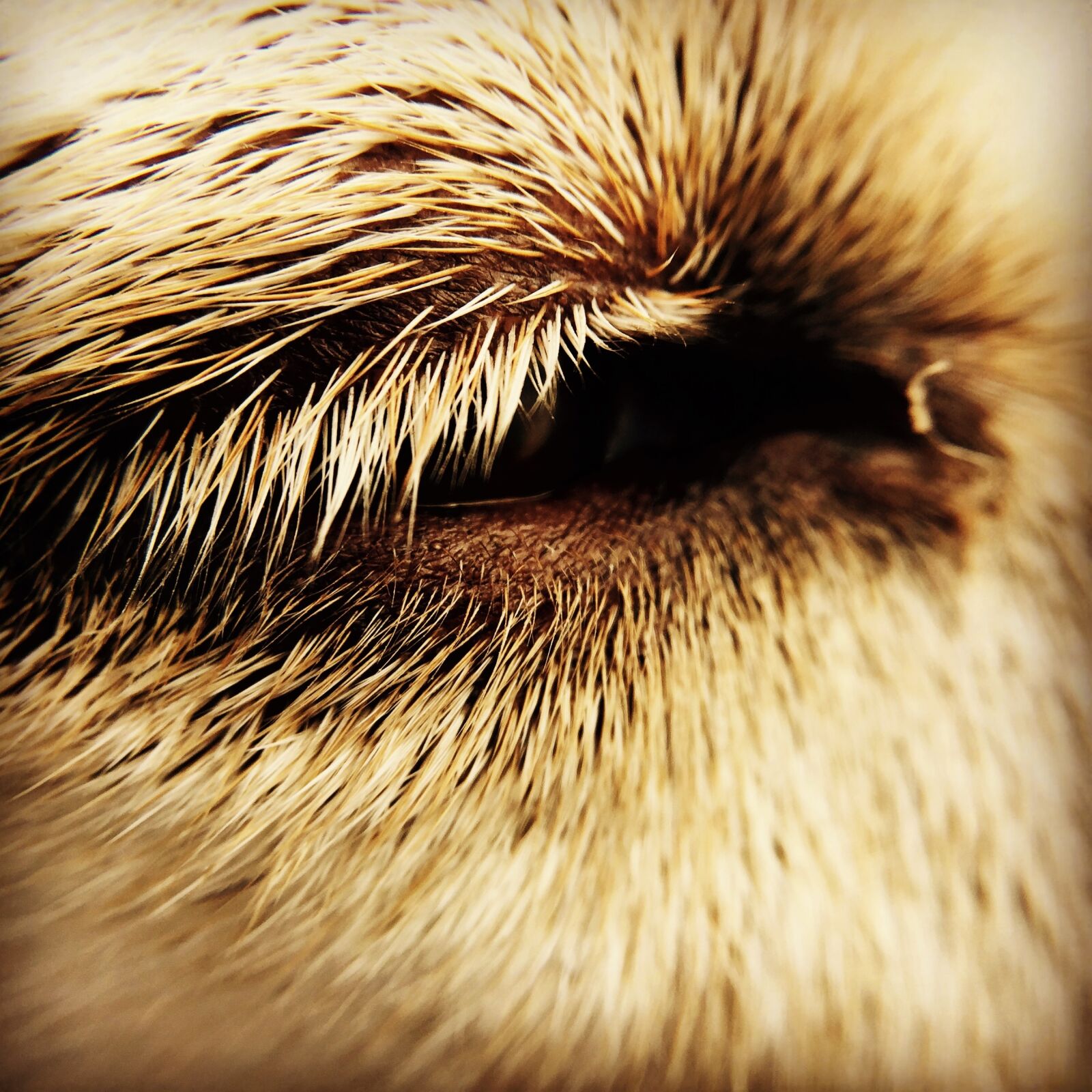 iPhone 6 back camera 4.15mm f/2.2 sample photo. Eye, dog, close up photography