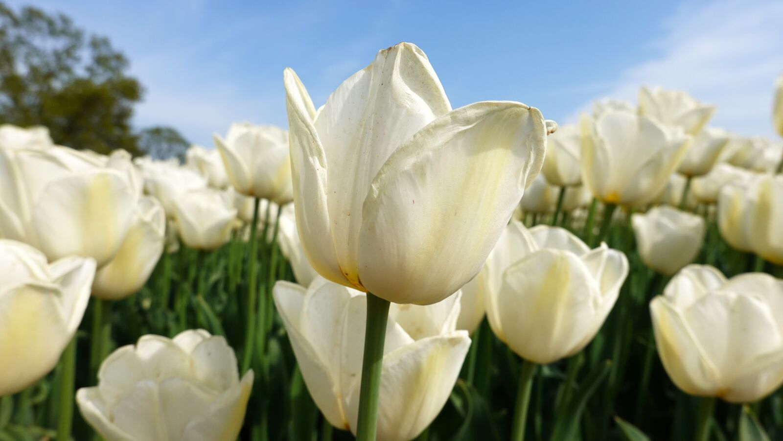 Sony Cyber-shot DSC-RX100 VI sample photo. Tulips, white, tulip fields photography