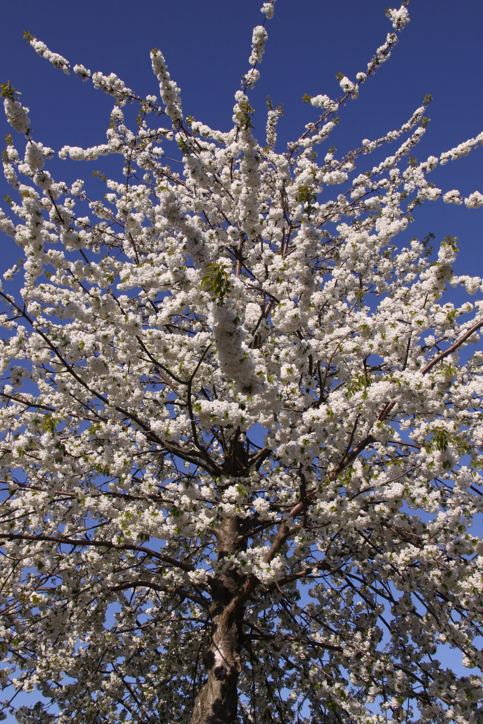 Canon EOS 50D sample photo. Wood, sky, blue photography
