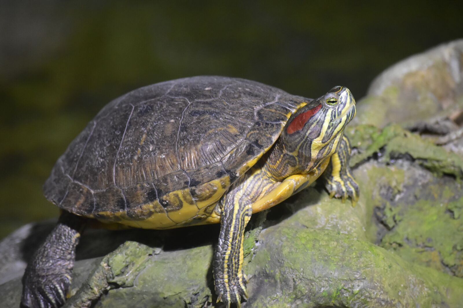 Nikon D7200 sample photo. Turtle, yellow, zoo photography