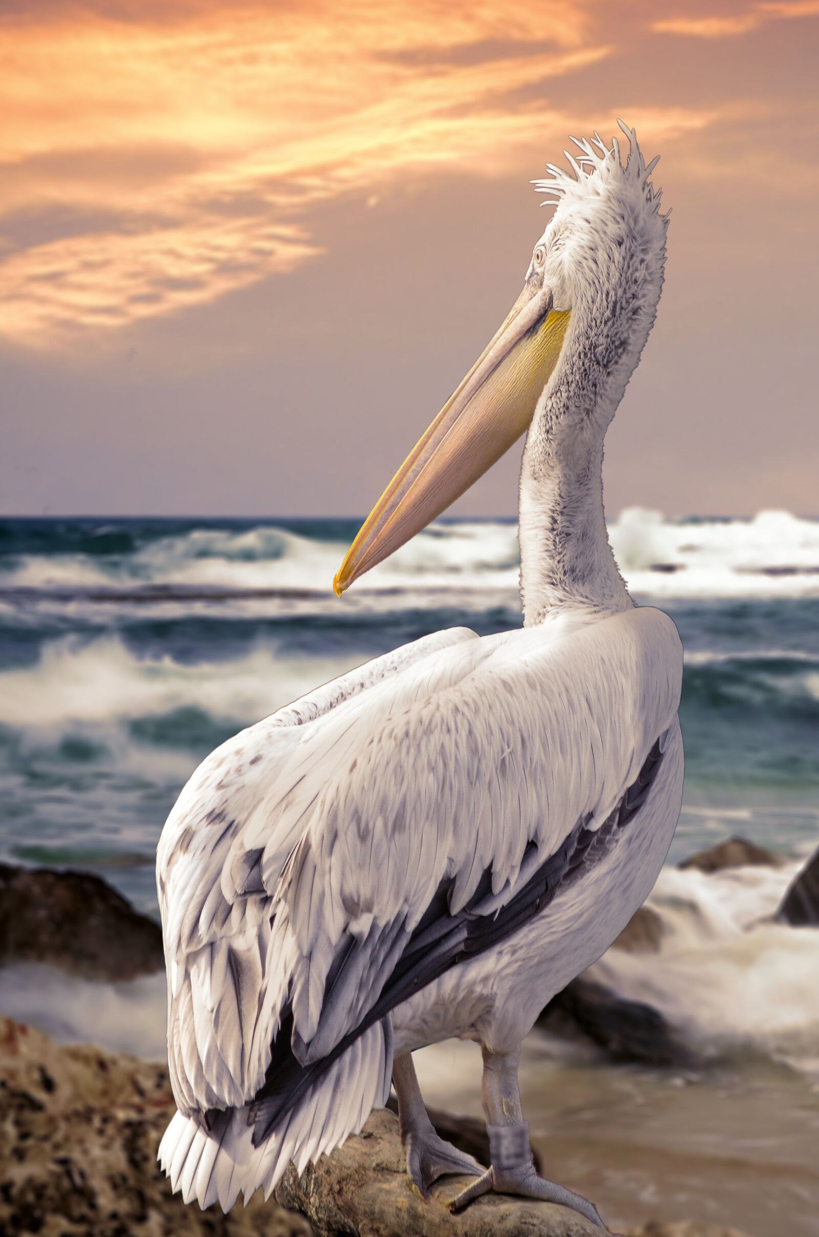 Nikon D5100 sample photo. Bird, feather, nature photography