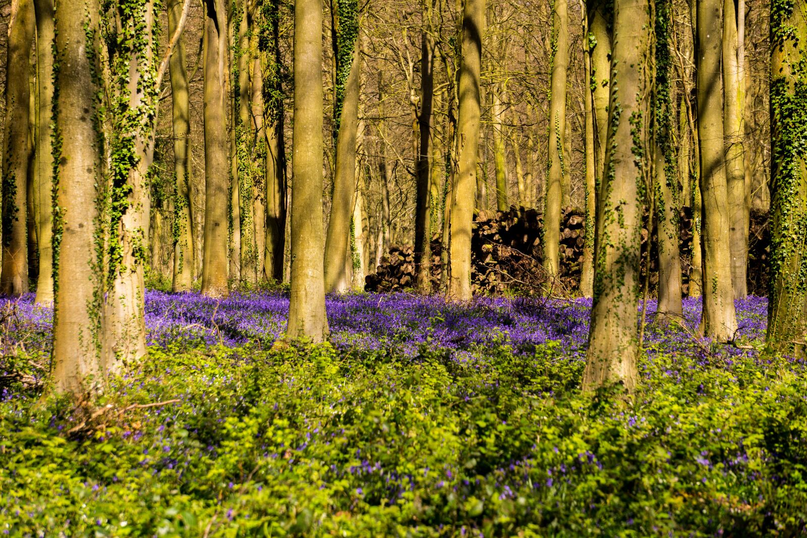 Sony E 55-210mm F4.5-6.3 OSS sample photo. Bluebells, woodland, wild flowers photography