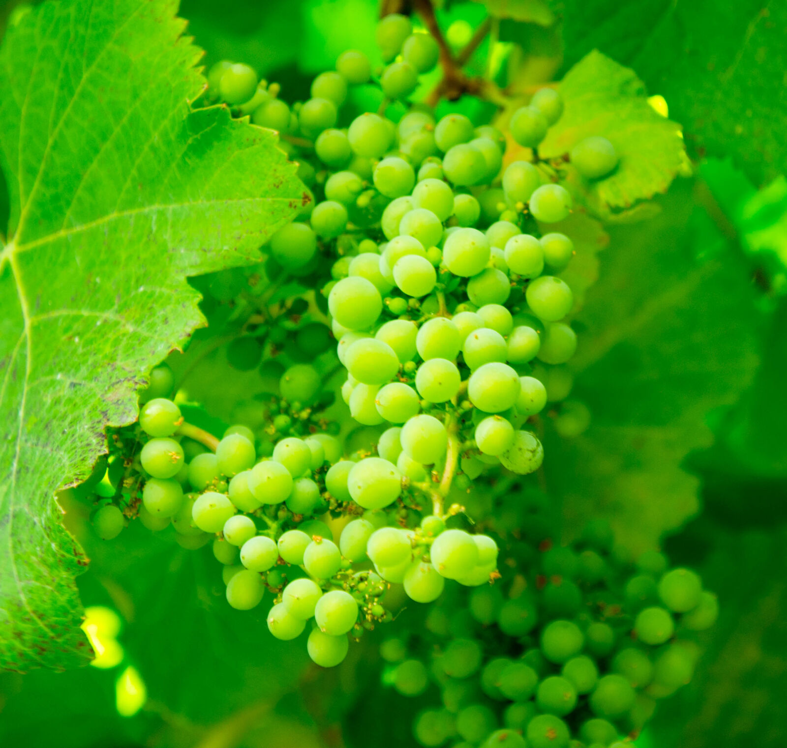 Sony Alpha NEX-5 + Sony E 18-55mm F3.5-5.6 OSS sample photo. Grapes, green, plant, fruits photography