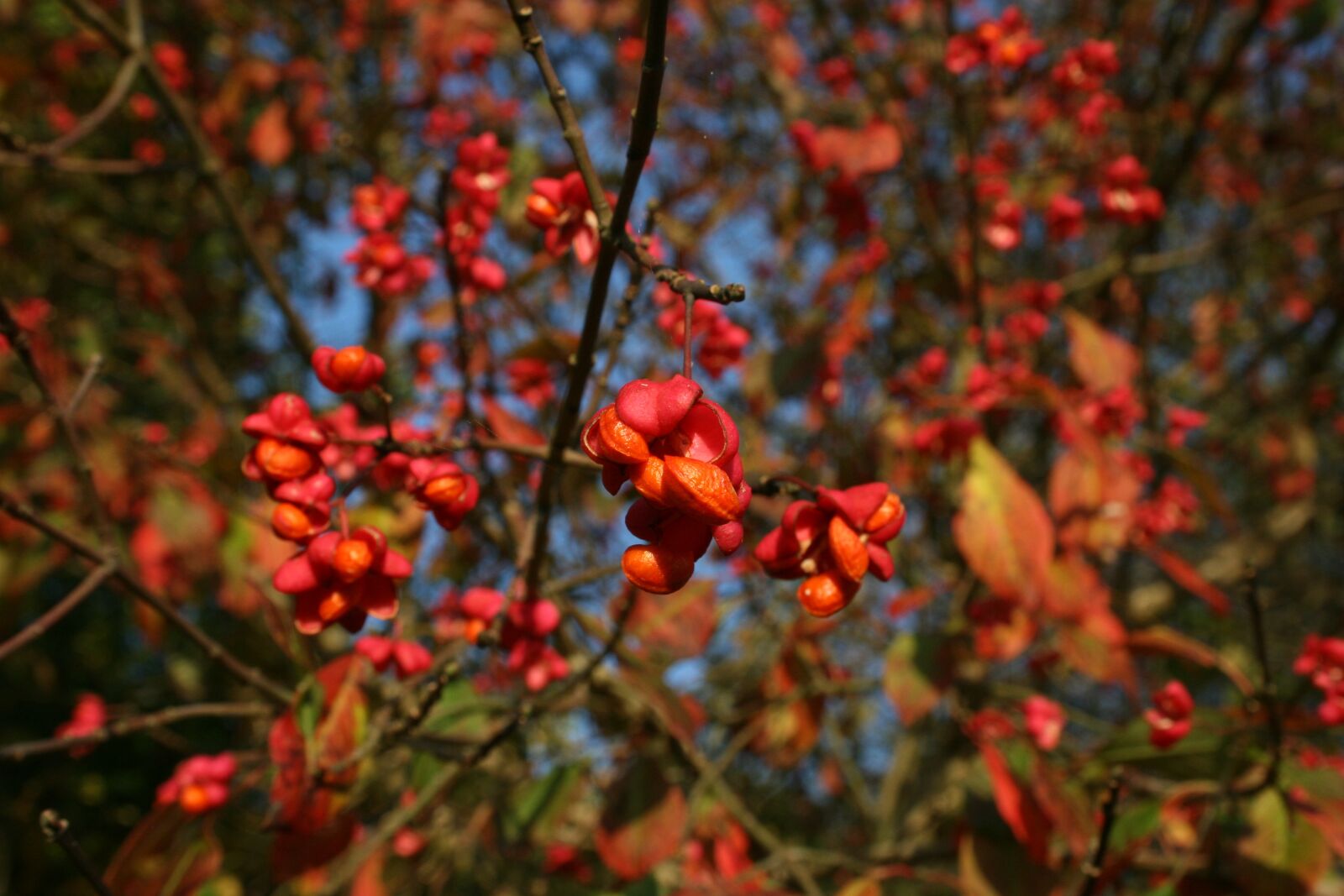 Canon EOS 400D (EOS Digital Rebel XTi / EOS Kiss Digital X) sample photo. Blossom, bloom, autumn photography