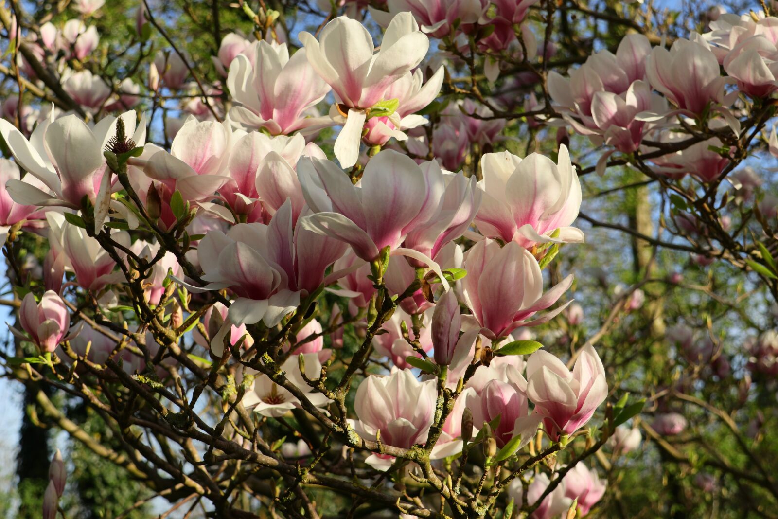 Canon EOS M5 + Canon EF-M 18-150mm F3.5-6.3 IS STM sample photo. Magnolia, magnolia tree, flowers photography