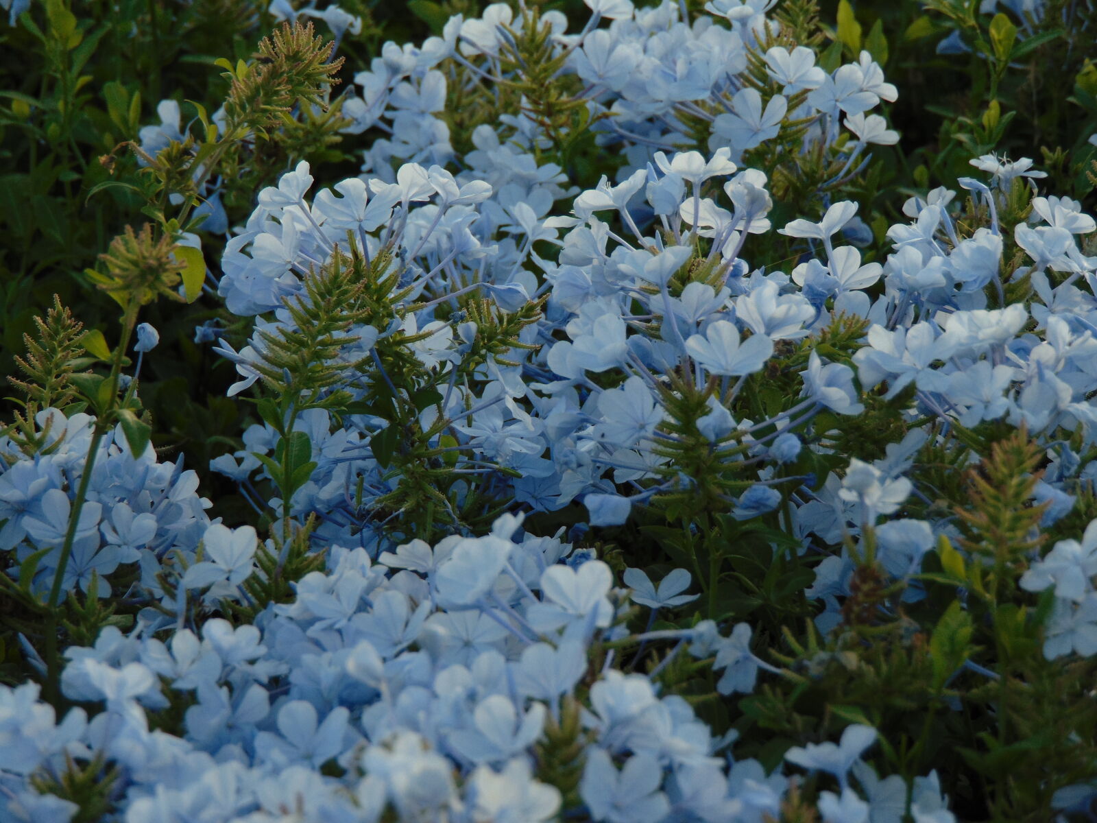 Sony Cyber-shot DSC-H300 sample photo