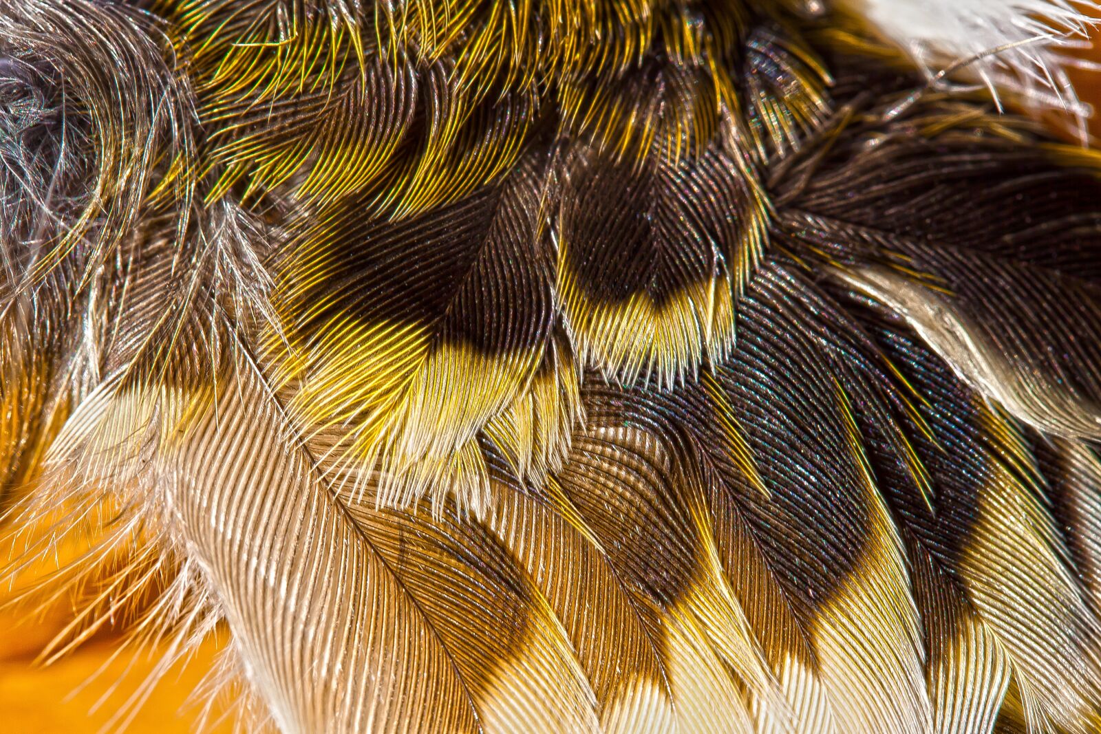 Canon EOS 50D + Canon EF-S 60mm F2.8 Macro USM sample photo. Wing, feather, bird photography