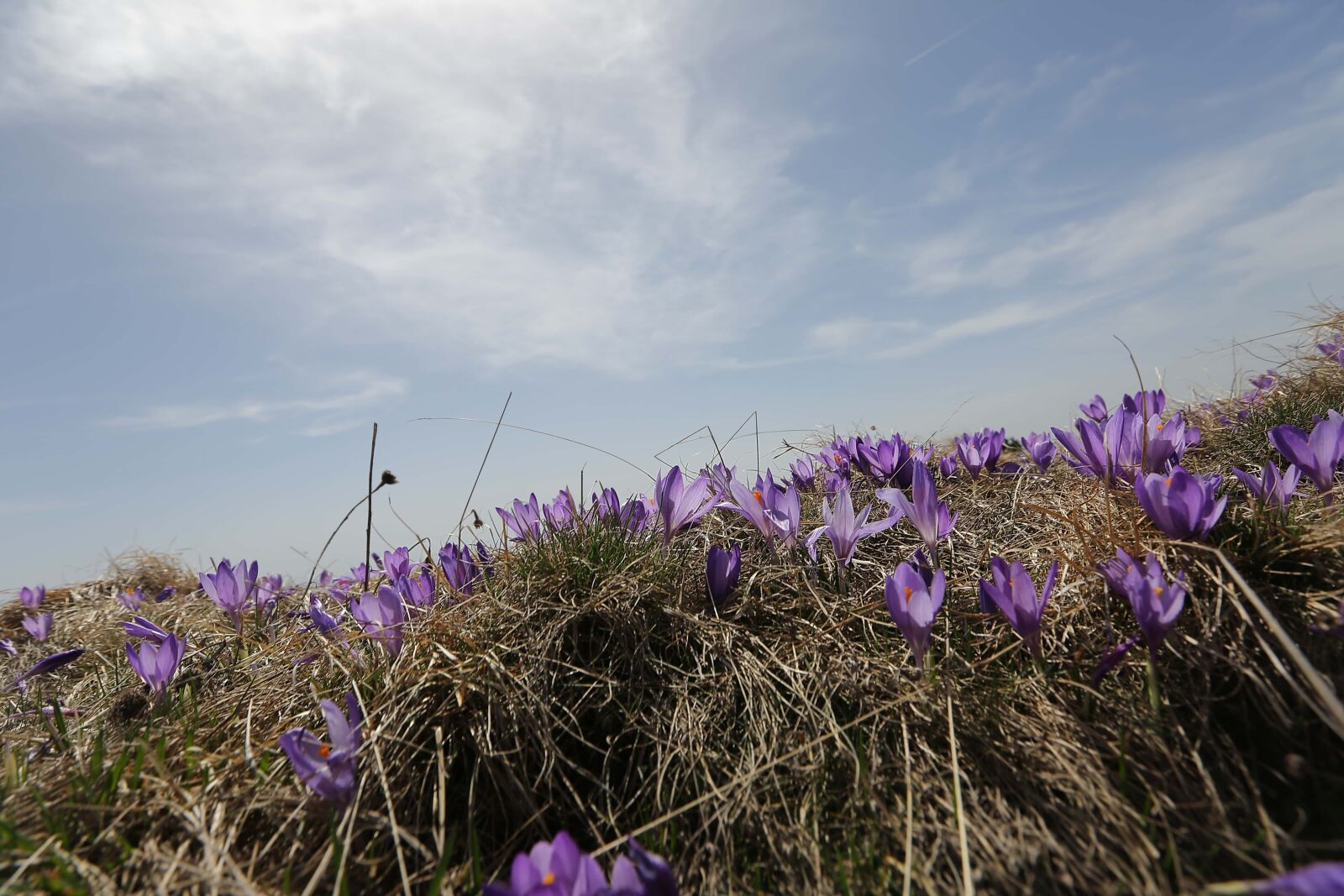 Canon EF 16-35mm F2.8L II USM sample photo. Hilltop, crocus, field, nature photography