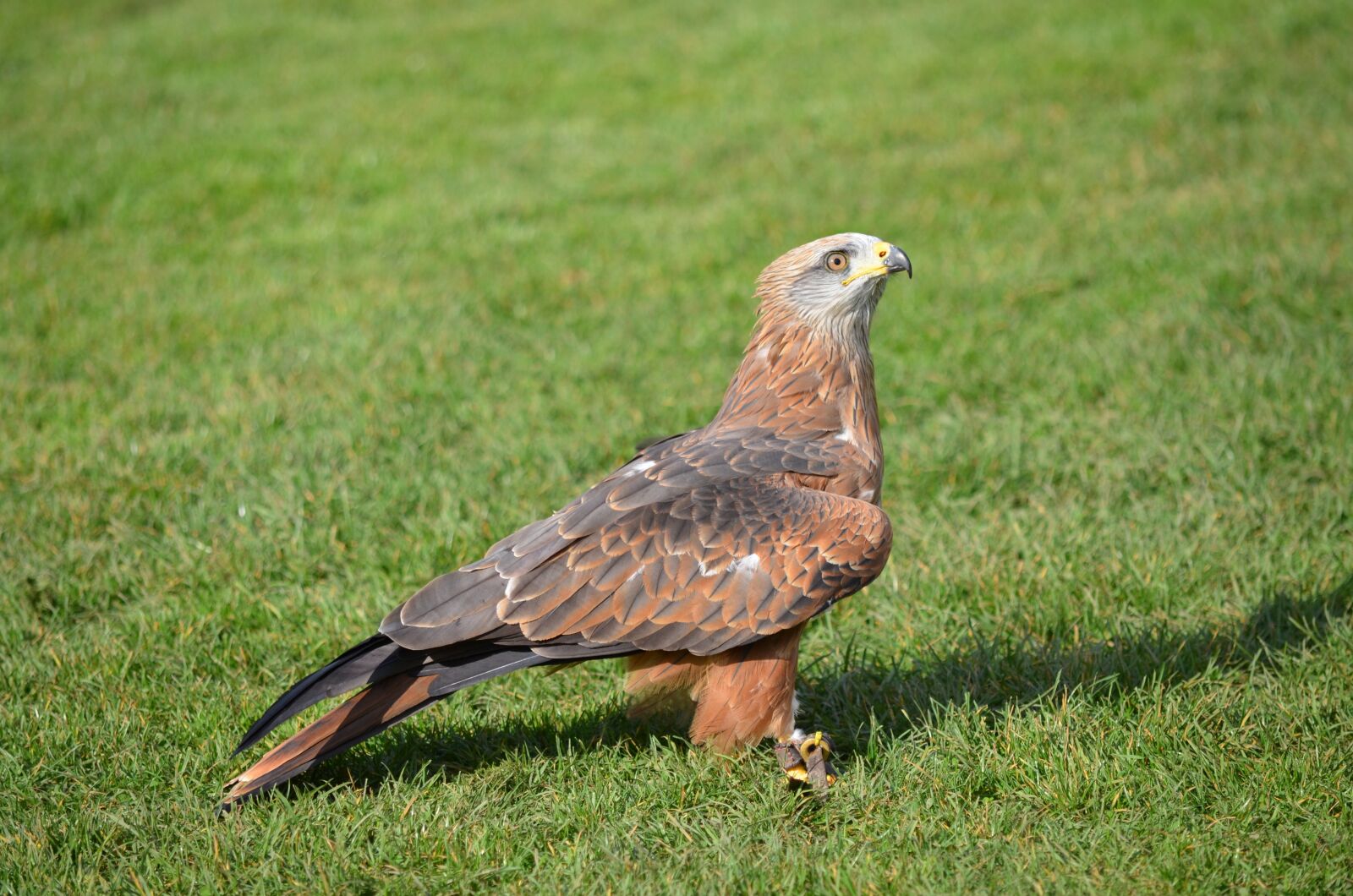 Nikon D5100 sample photo. Nature, bird, wildlife photography