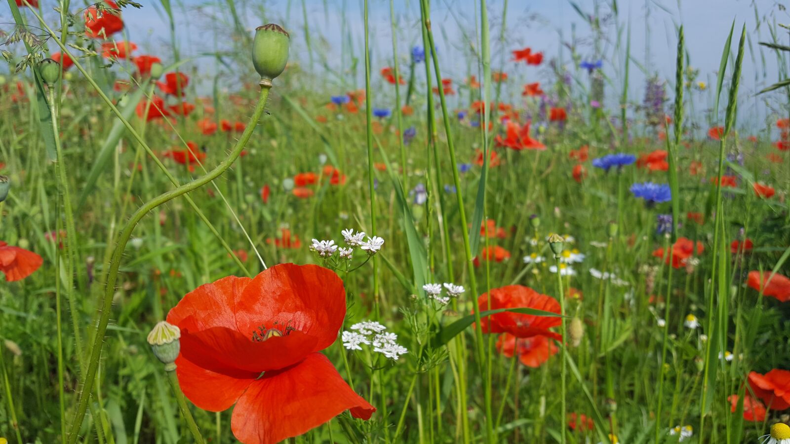 Samsung Galaxy S6 sample photo. Cornflower, poppy, summer photography