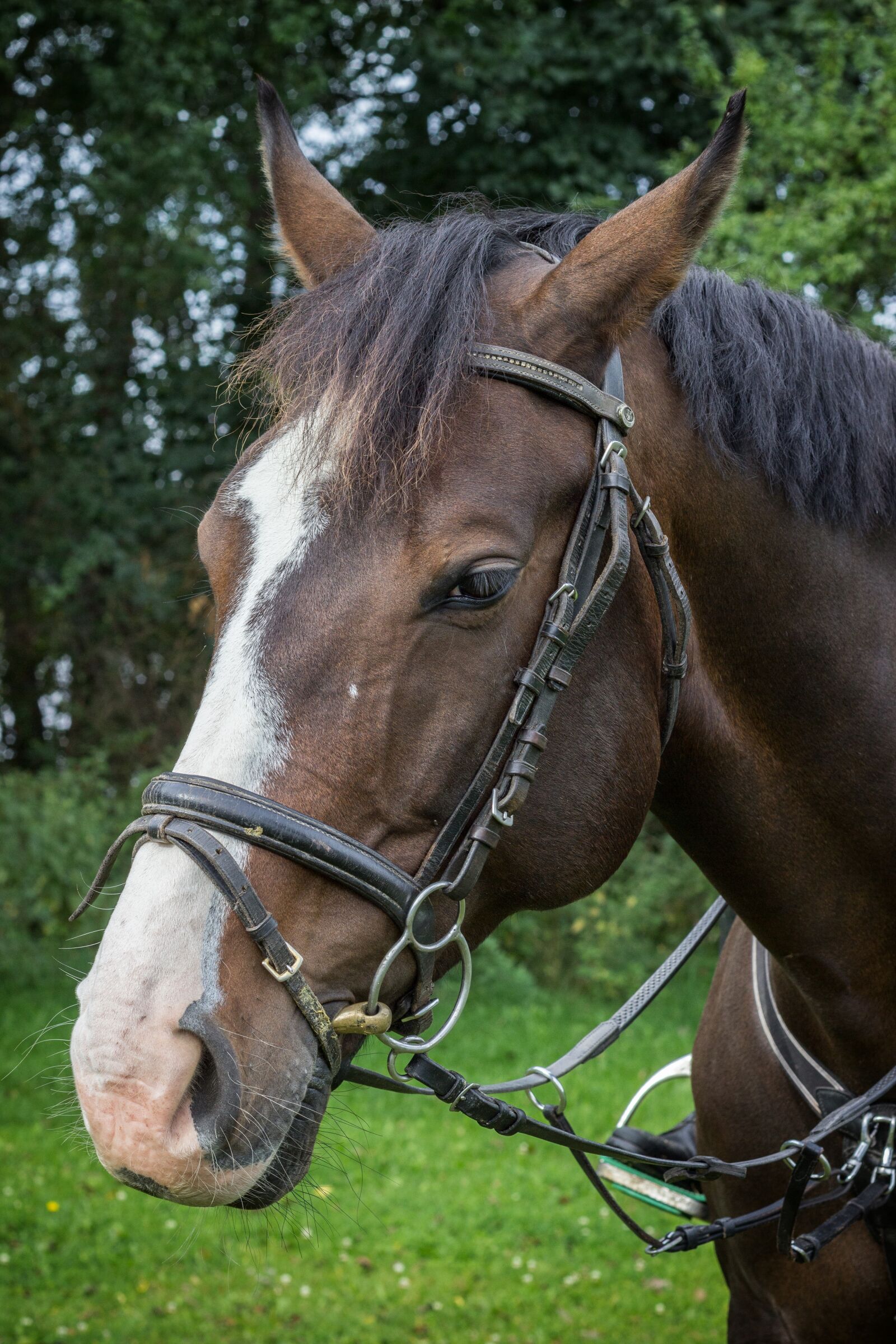 Canon EOS 600D (Rebel EOS T3i / EOS Kiss X5) + Canon EF 50mm F1.8 II sample photo. Horse, horse head, love photography