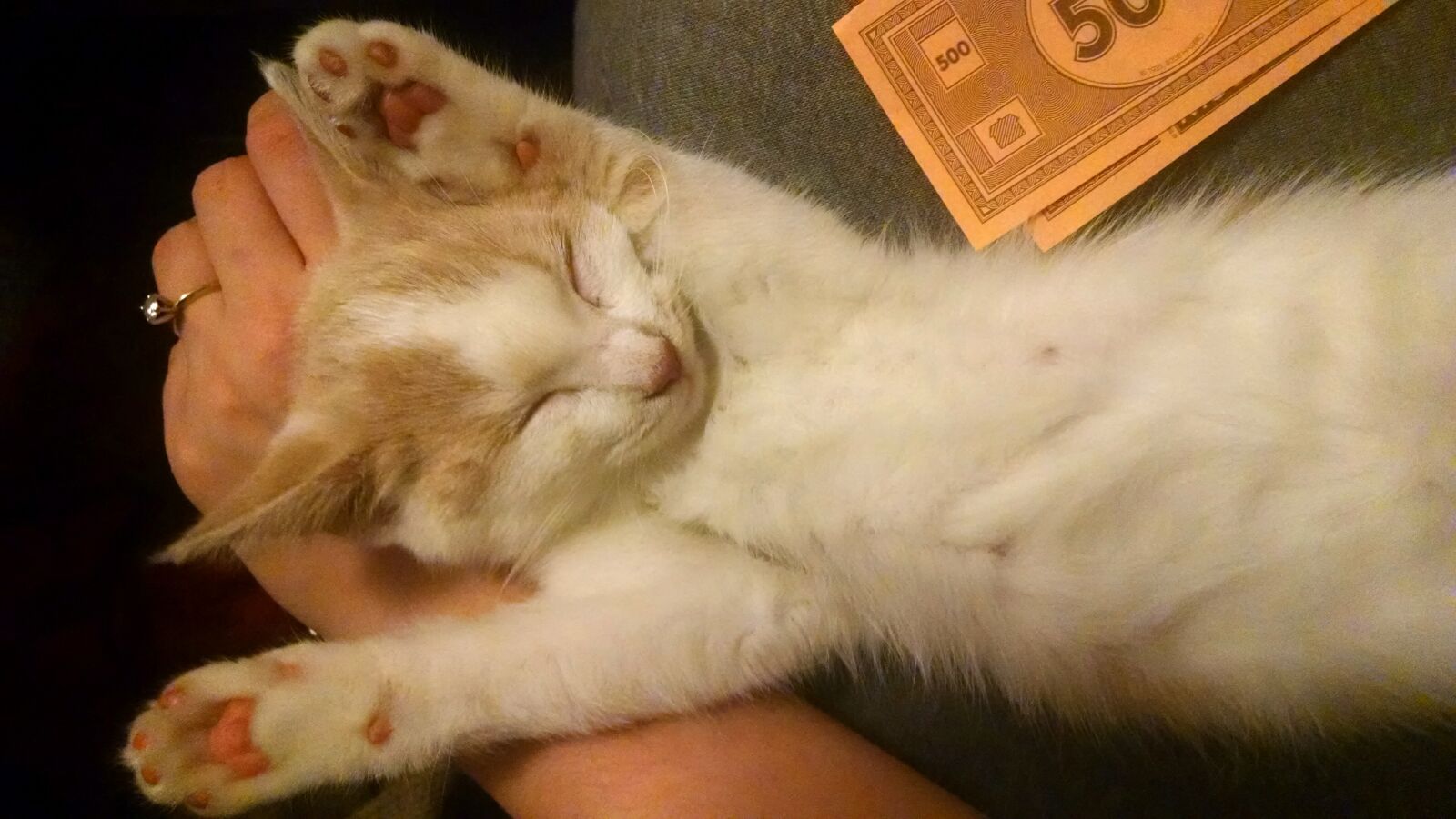 Motorola Moto X (1st Gen) sample photo. Animal, cat, kitten, pet photography